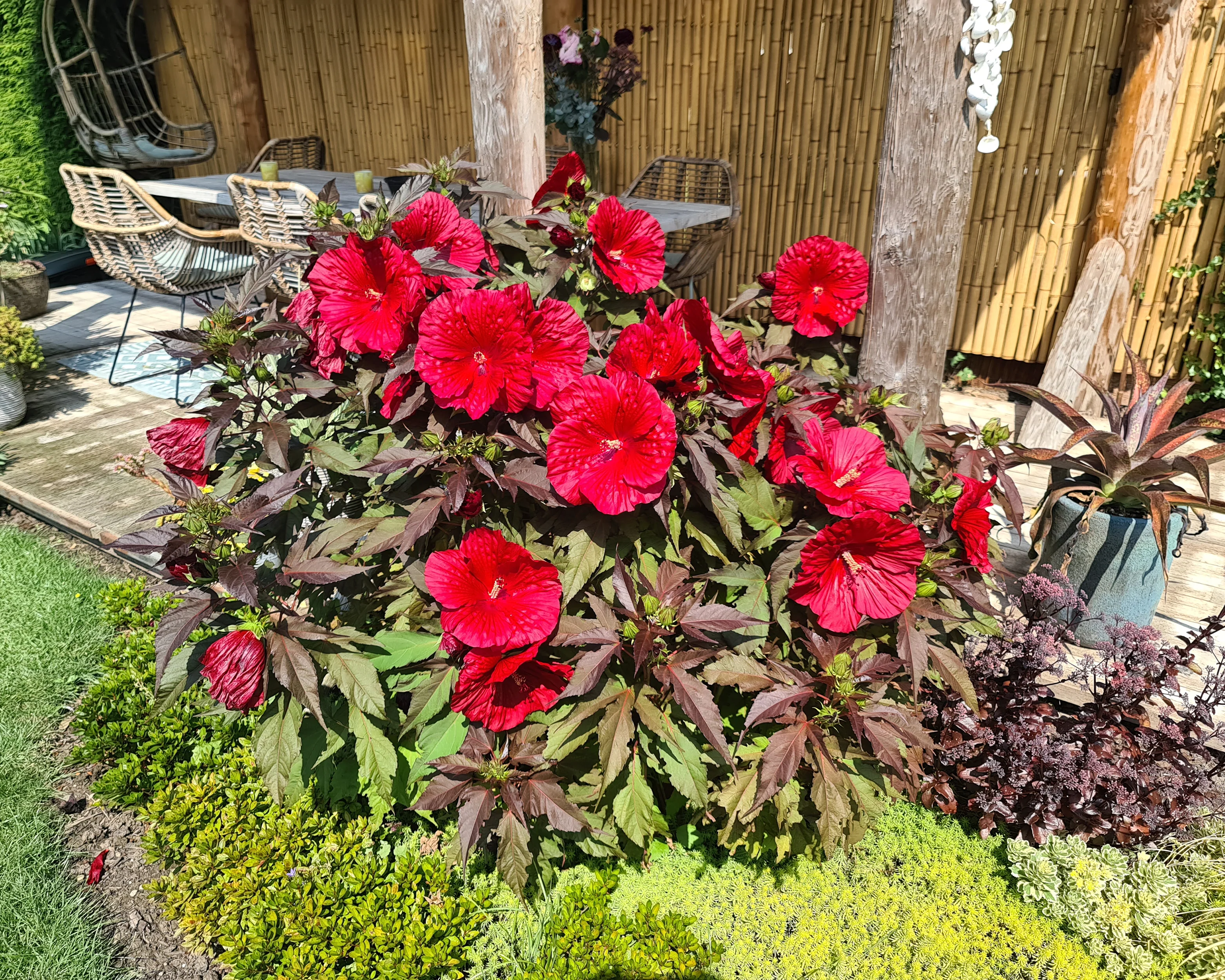 Hibiscus 'Carousel Geant Red' - Image 8