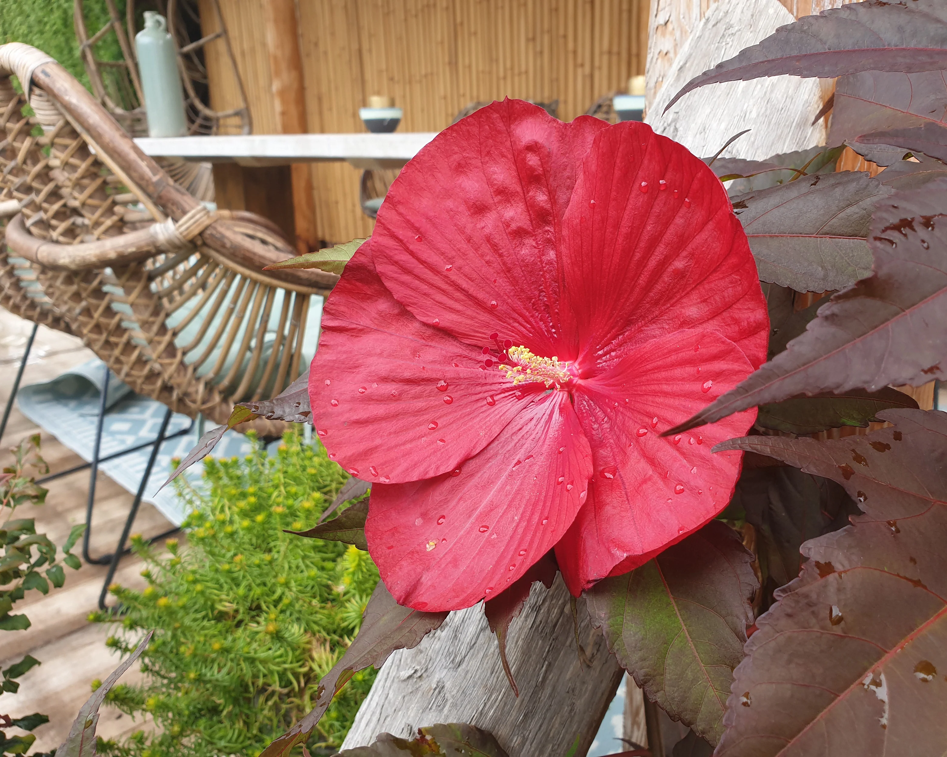 Hibiscus 'Carousel Geant Red' - Image 9