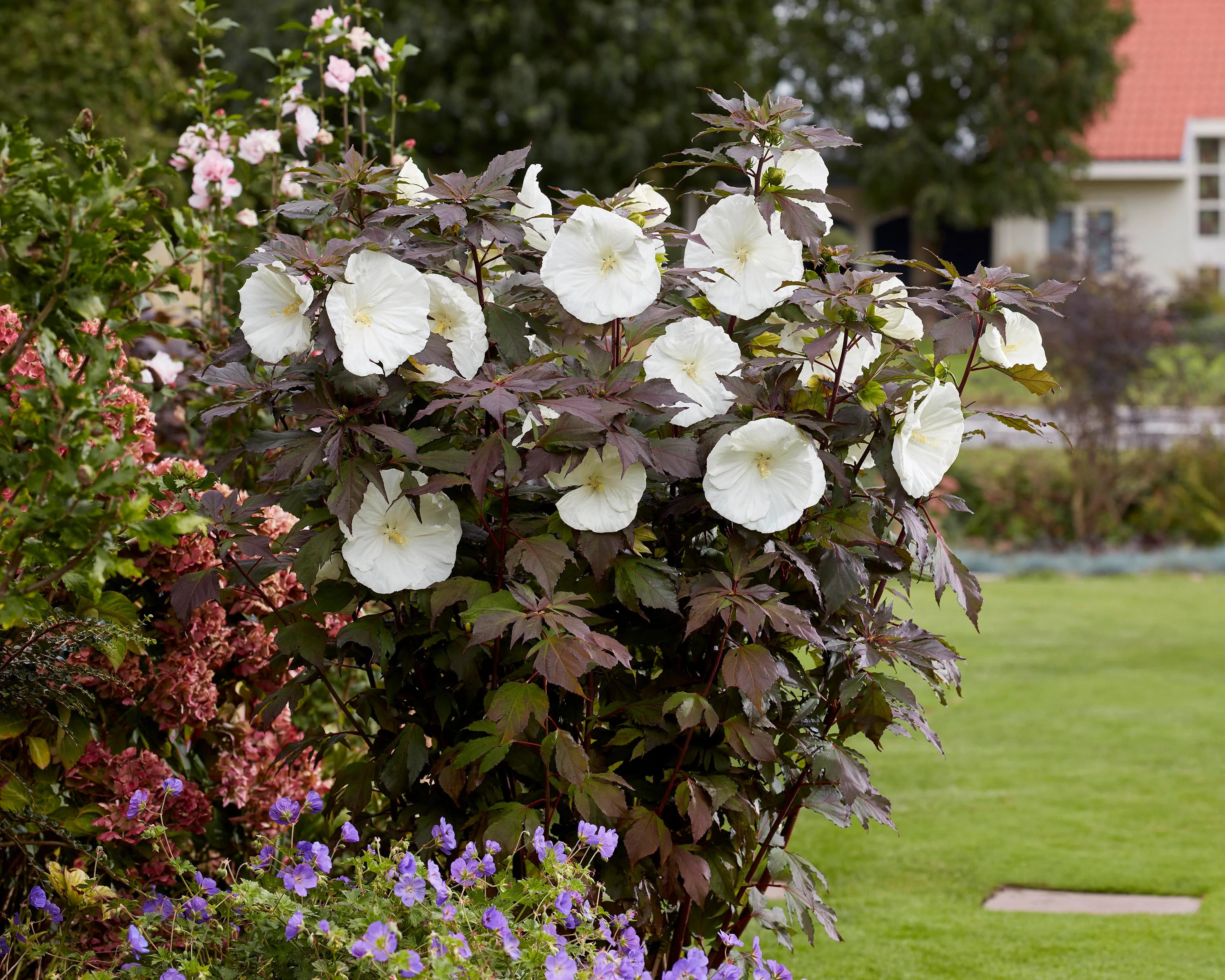 Hibiscus 'Carousel Ghost' - Image 2