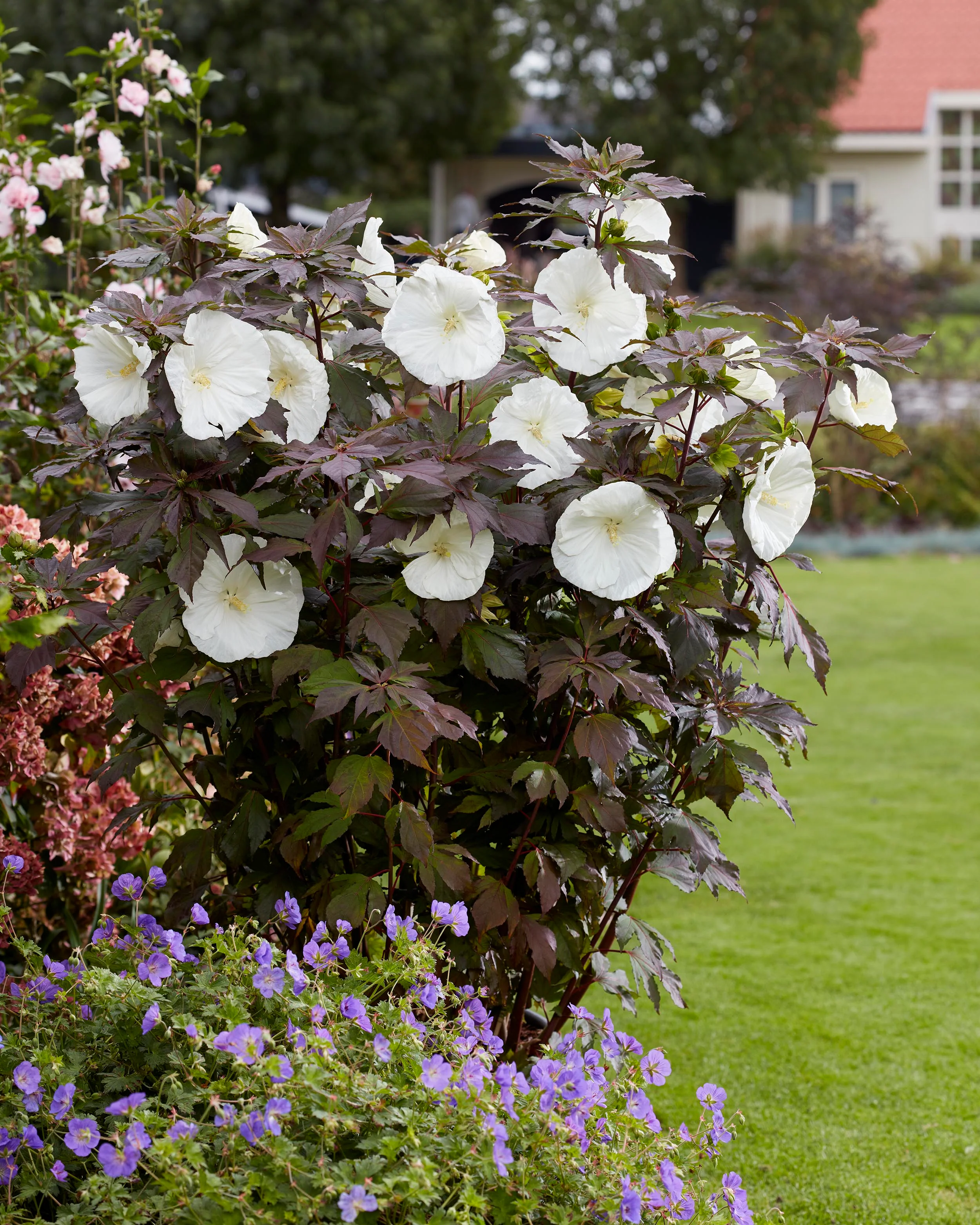 Hibiscus 'Carousel Ghost' - Image 5