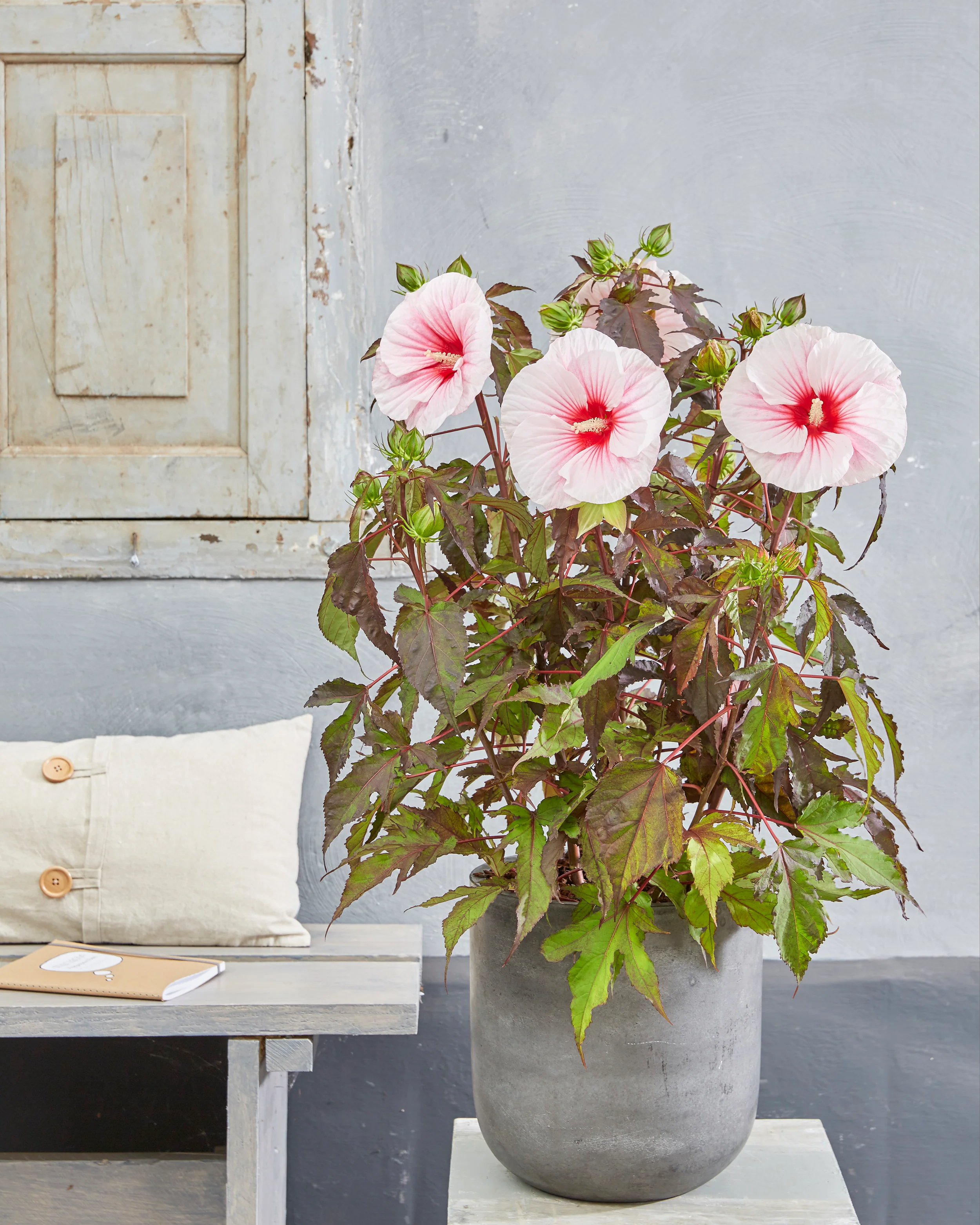 Hibiscus 'Carousel Pink Candy' - Image 3