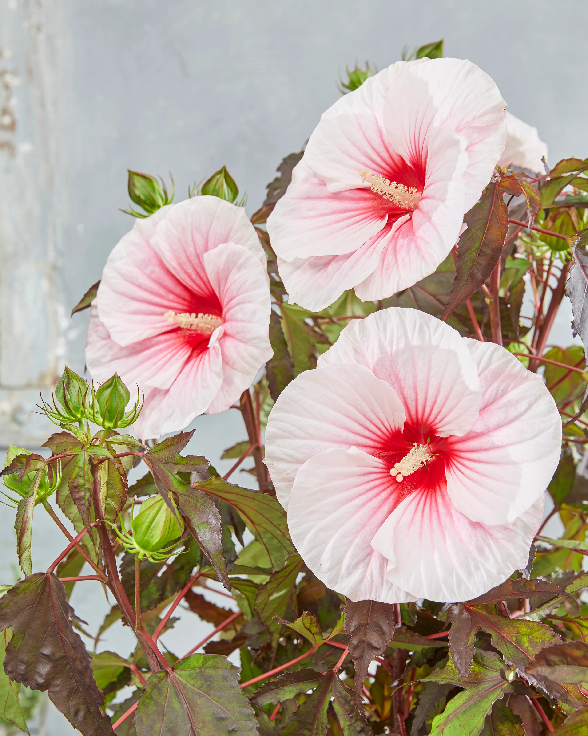 Hibiscus 'Carousel Pink Candy' - Image 4