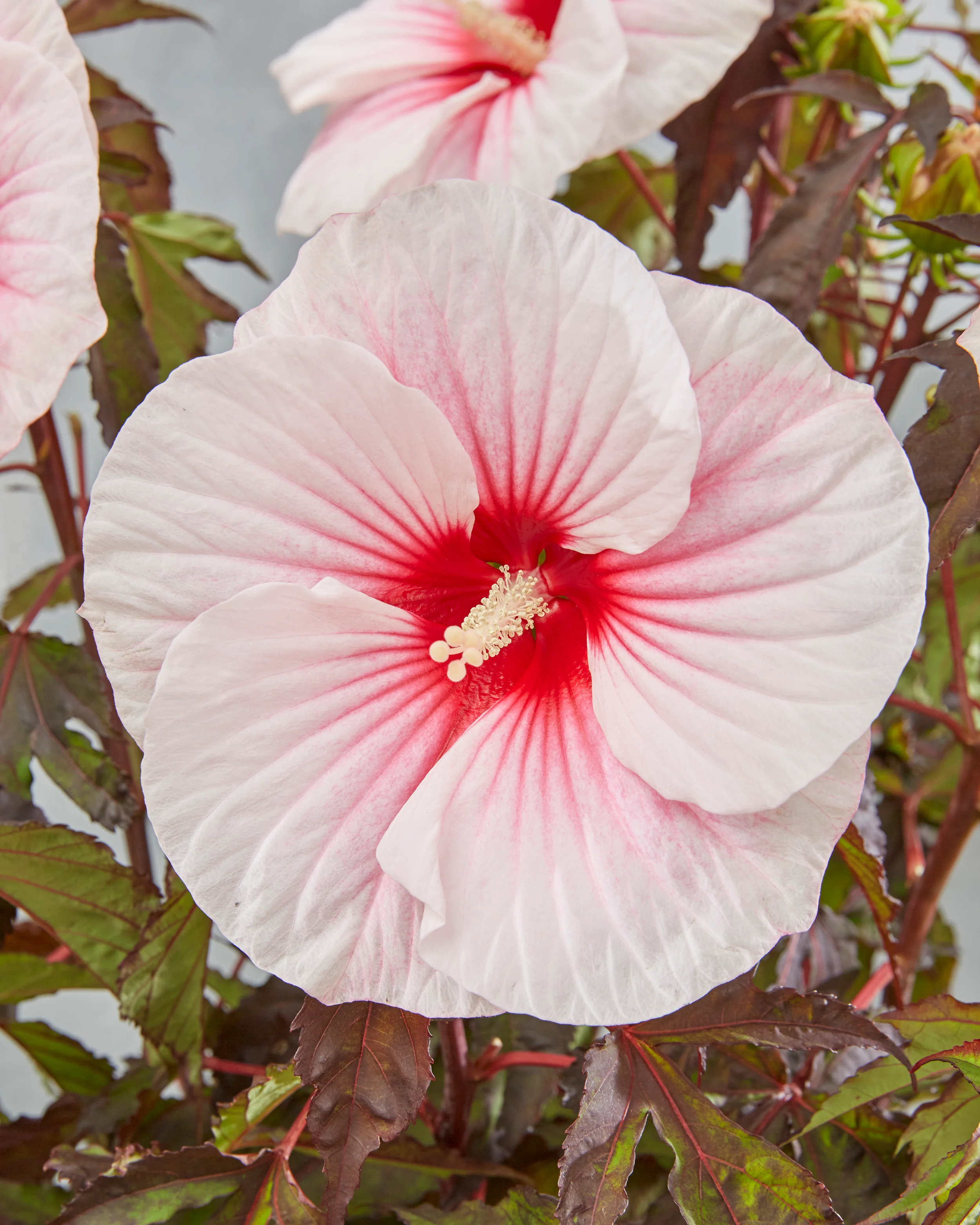 Hibiscus 'Carousel Pink Candy' - Image 5