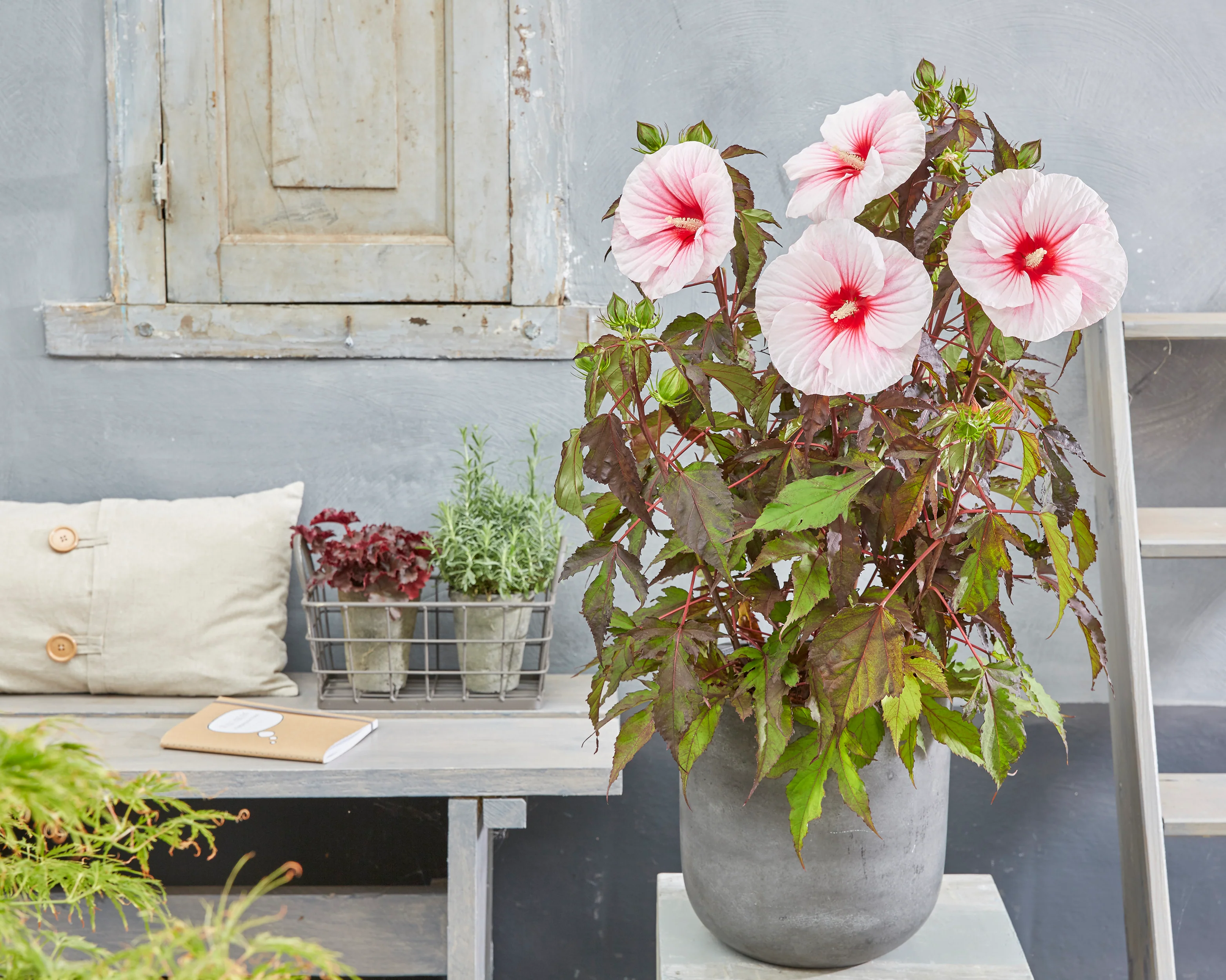 Hibiscus 'Carousel Pink Candy' - Image 6