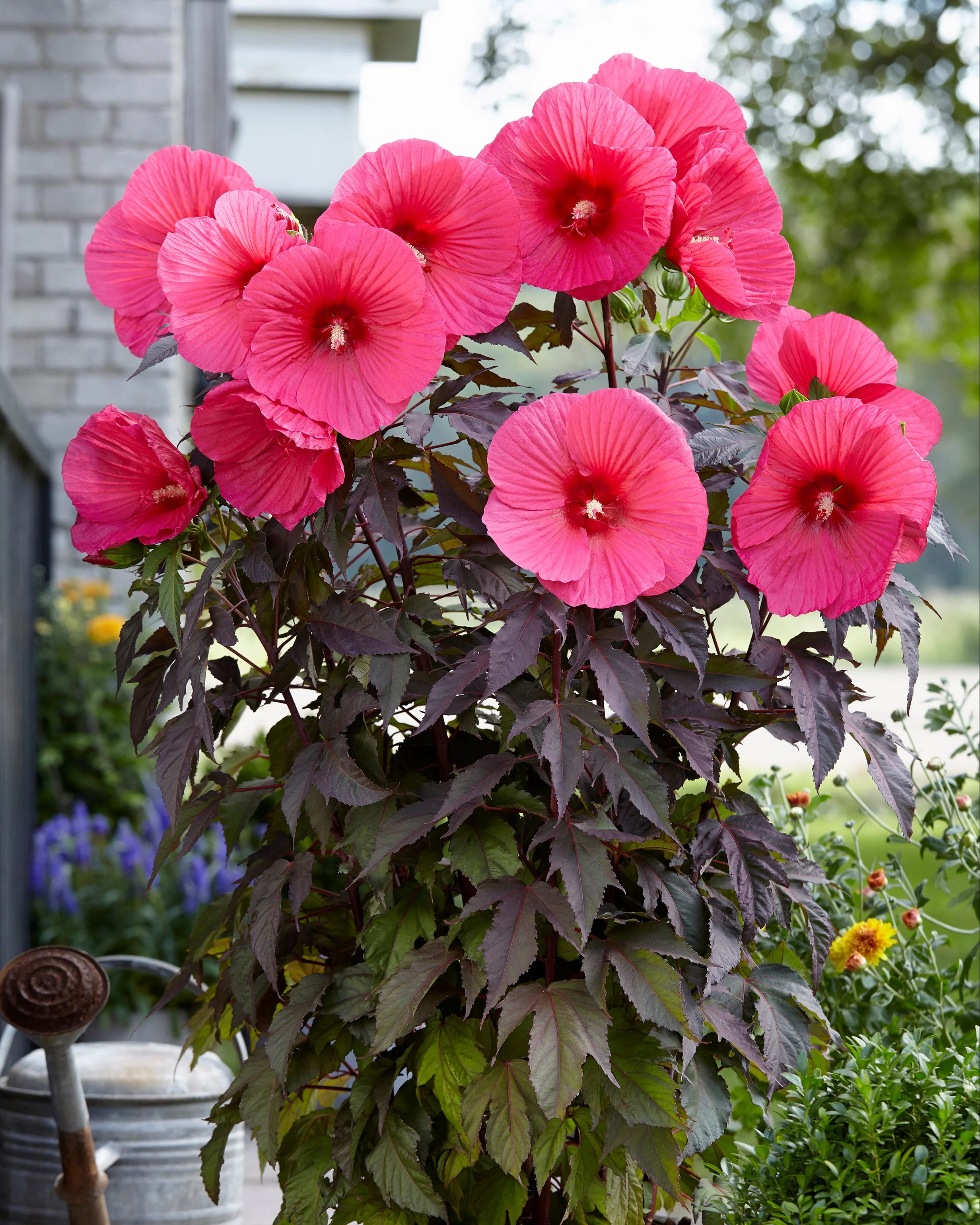 Hibiscus 'Carousel Pink Passion' - Image 2