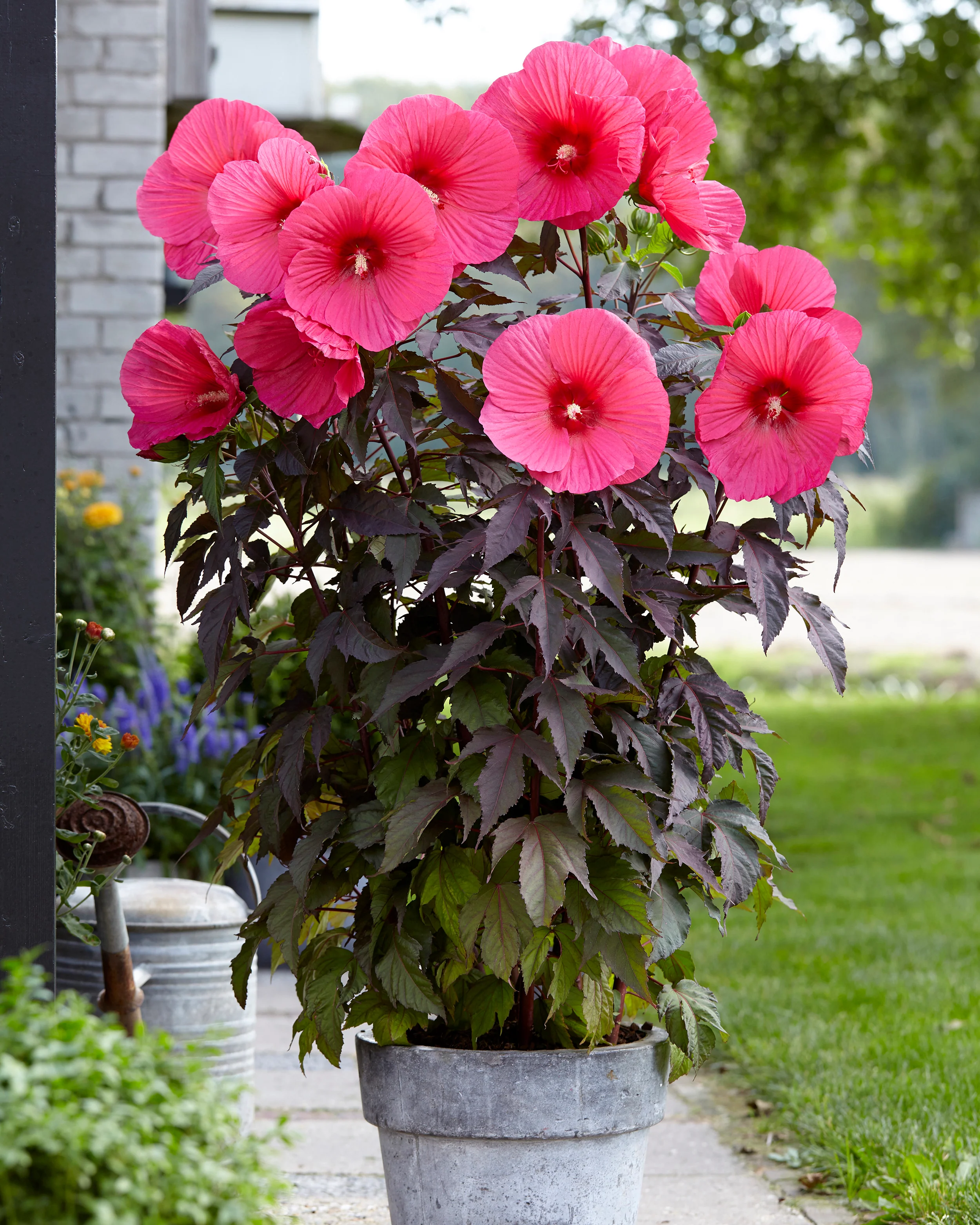 Hibiscus 'Carousel Pink Passion' - Image 5