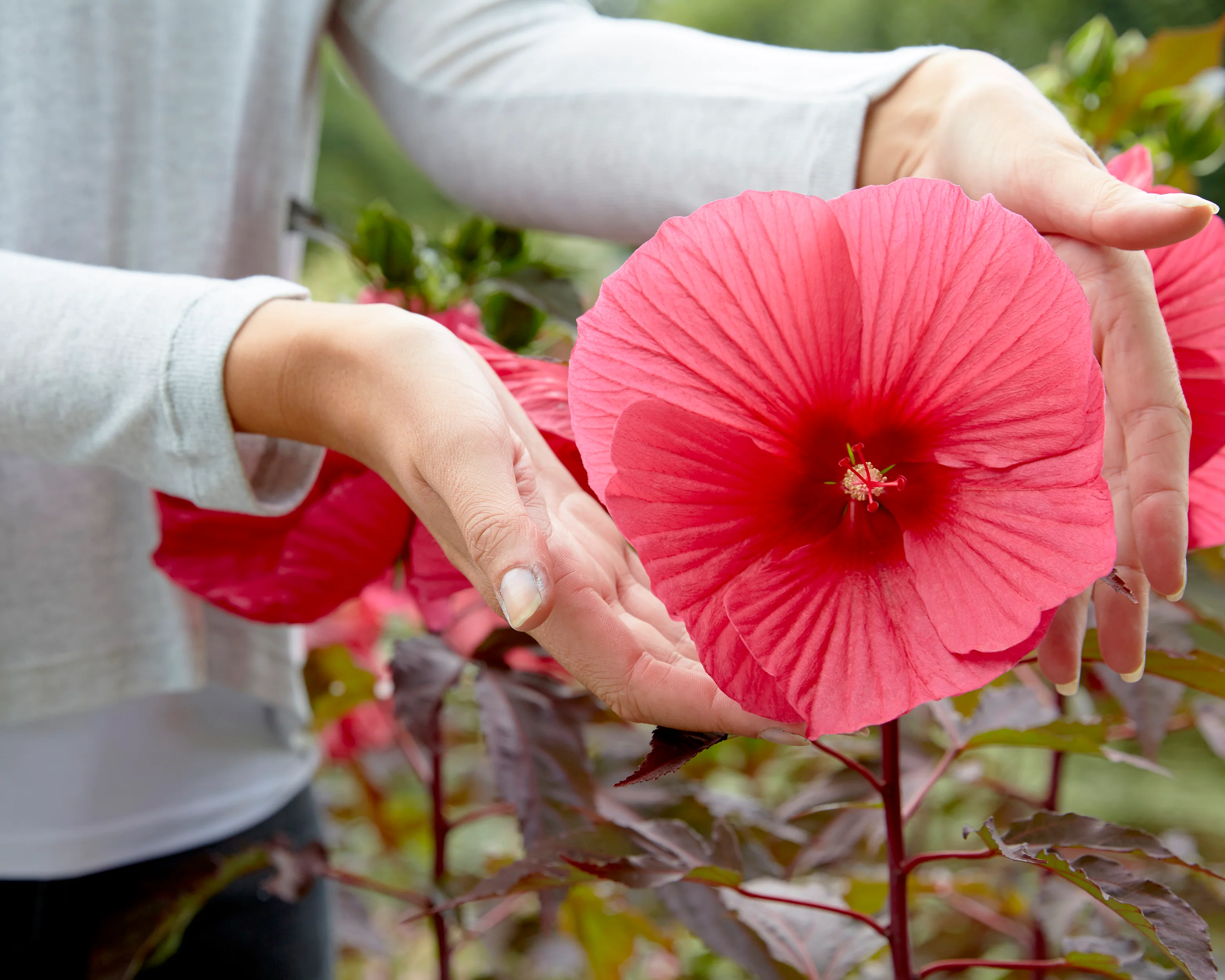 Hibiscus 'Carousel Pink Passion' - Image 6