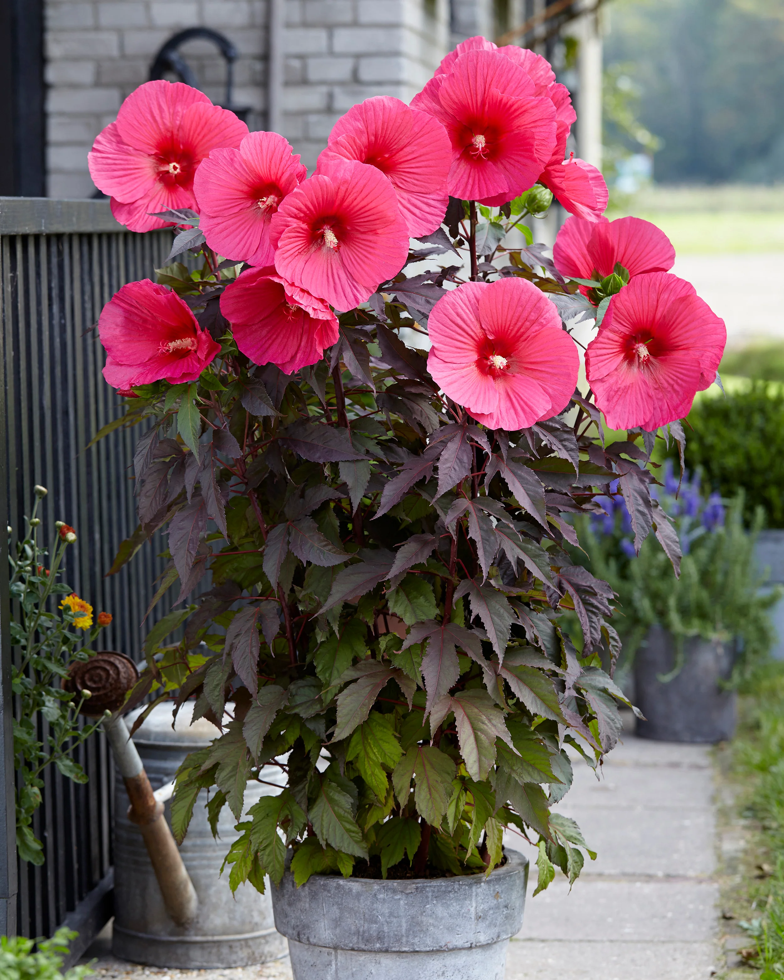 Hibiscus 'Carousel Pink Passion' - Image 7