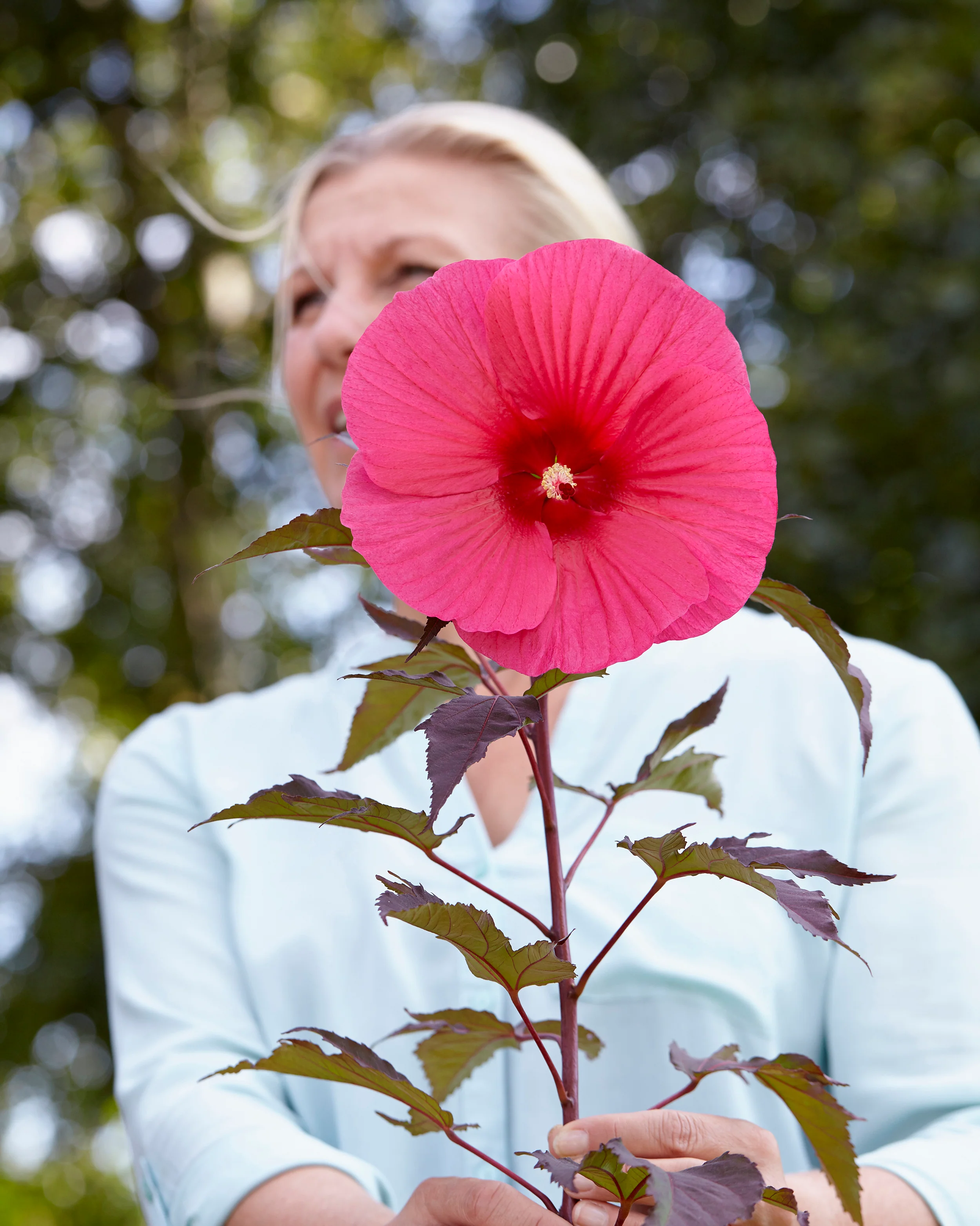 Hibiscus 'Carousel Pink Passion' - Image 8