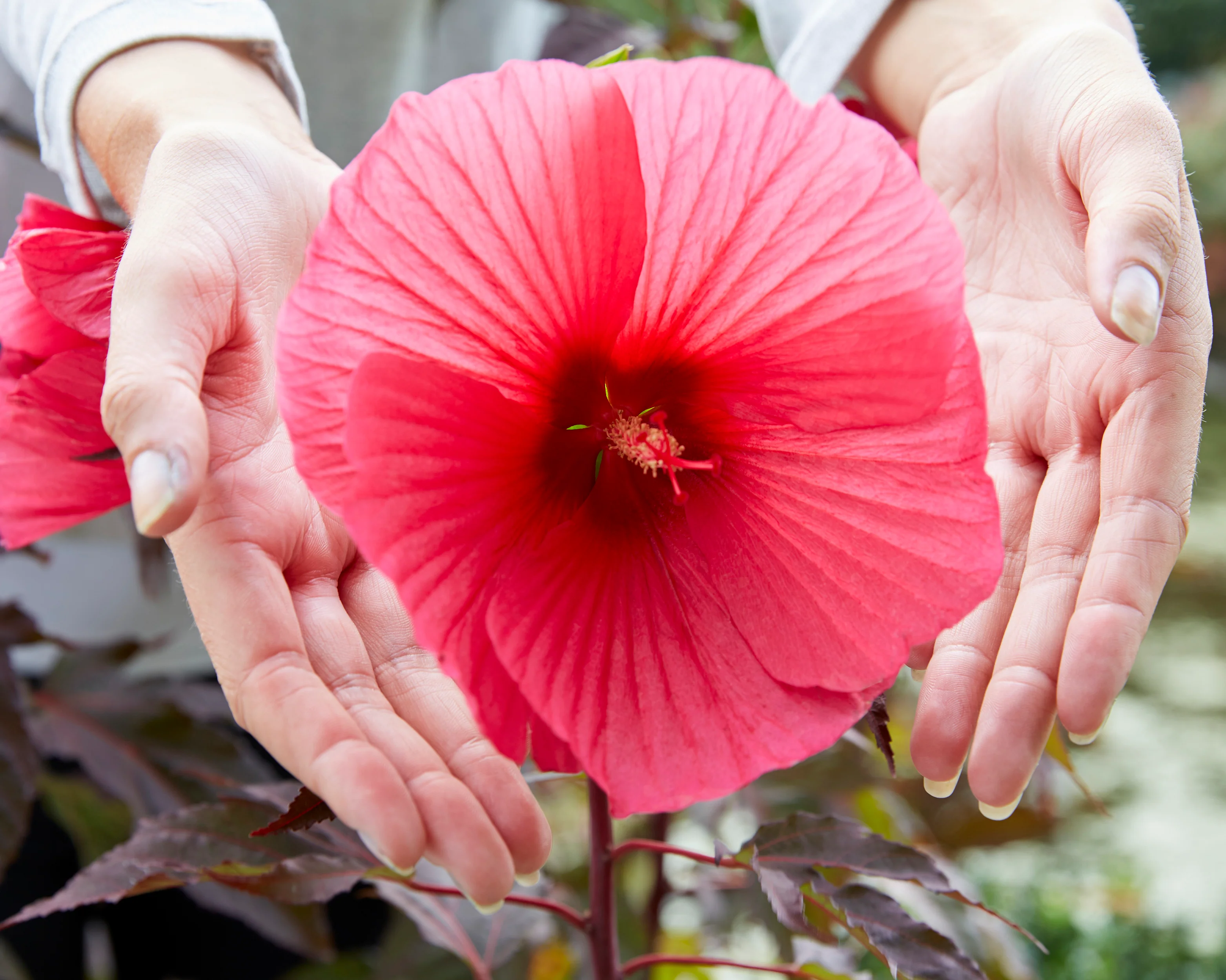 Hibiscus 'Carousel Pink Passion' - Image 9