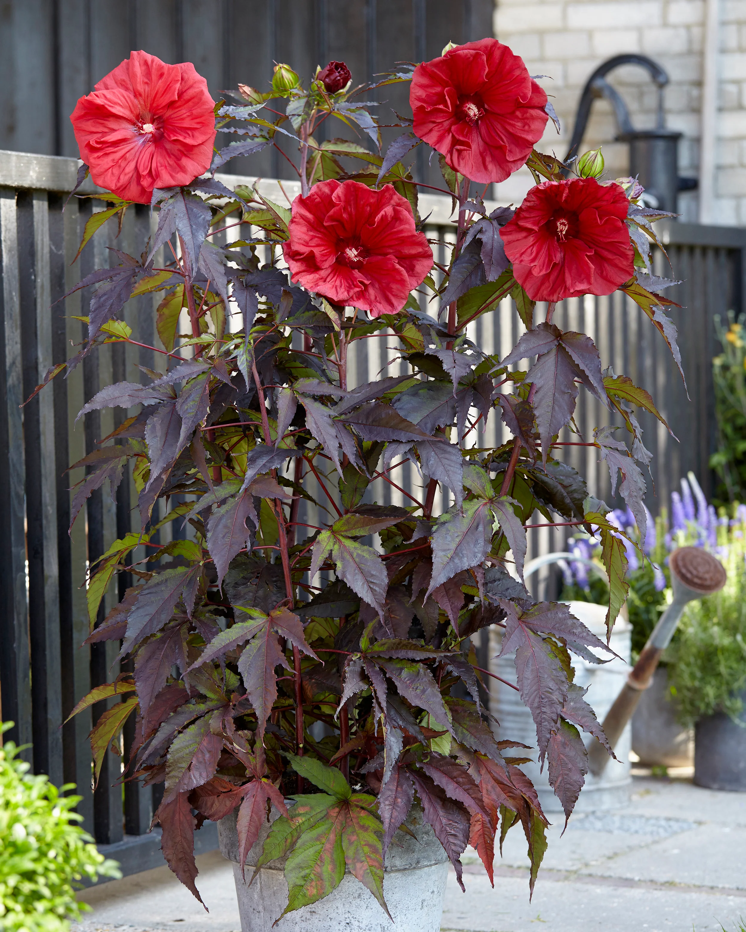 Hibiscus 'Carousel Red Wine' - Image 4