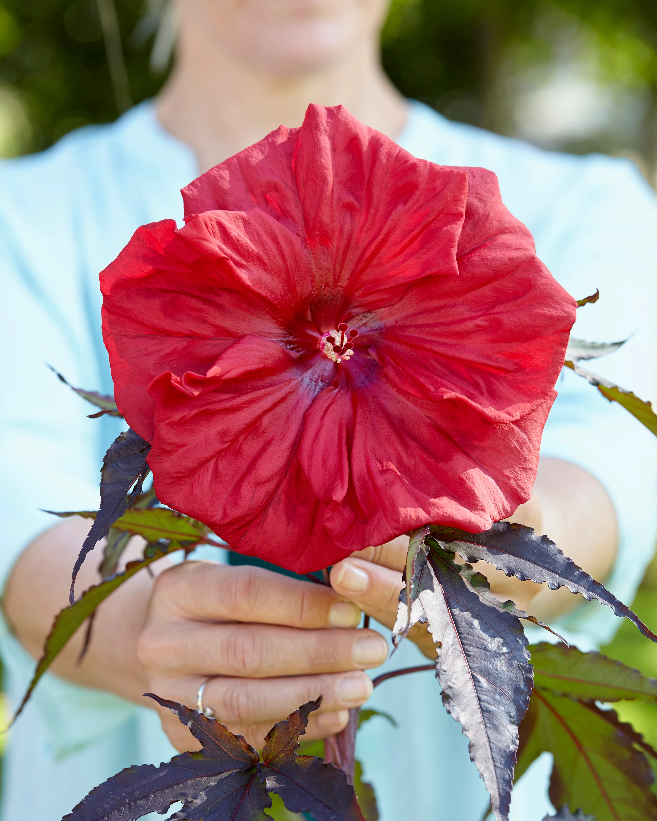 Hibiscus 'Carousel Red Wine' - Image 5