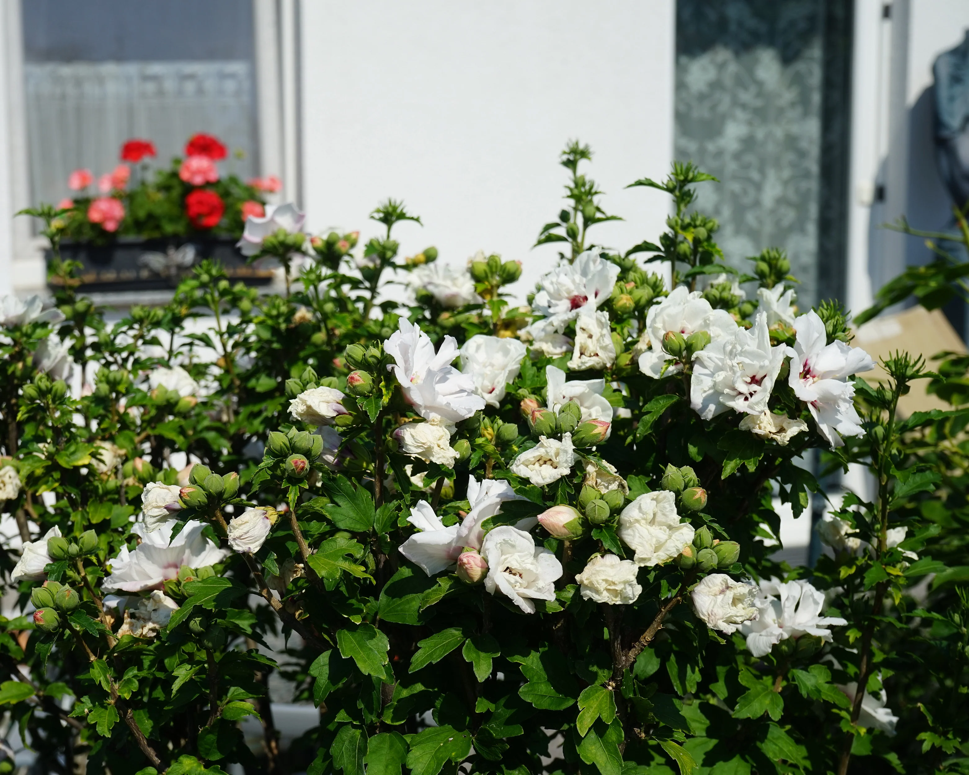 Hibiscus 'China Chiffon' - Image 3