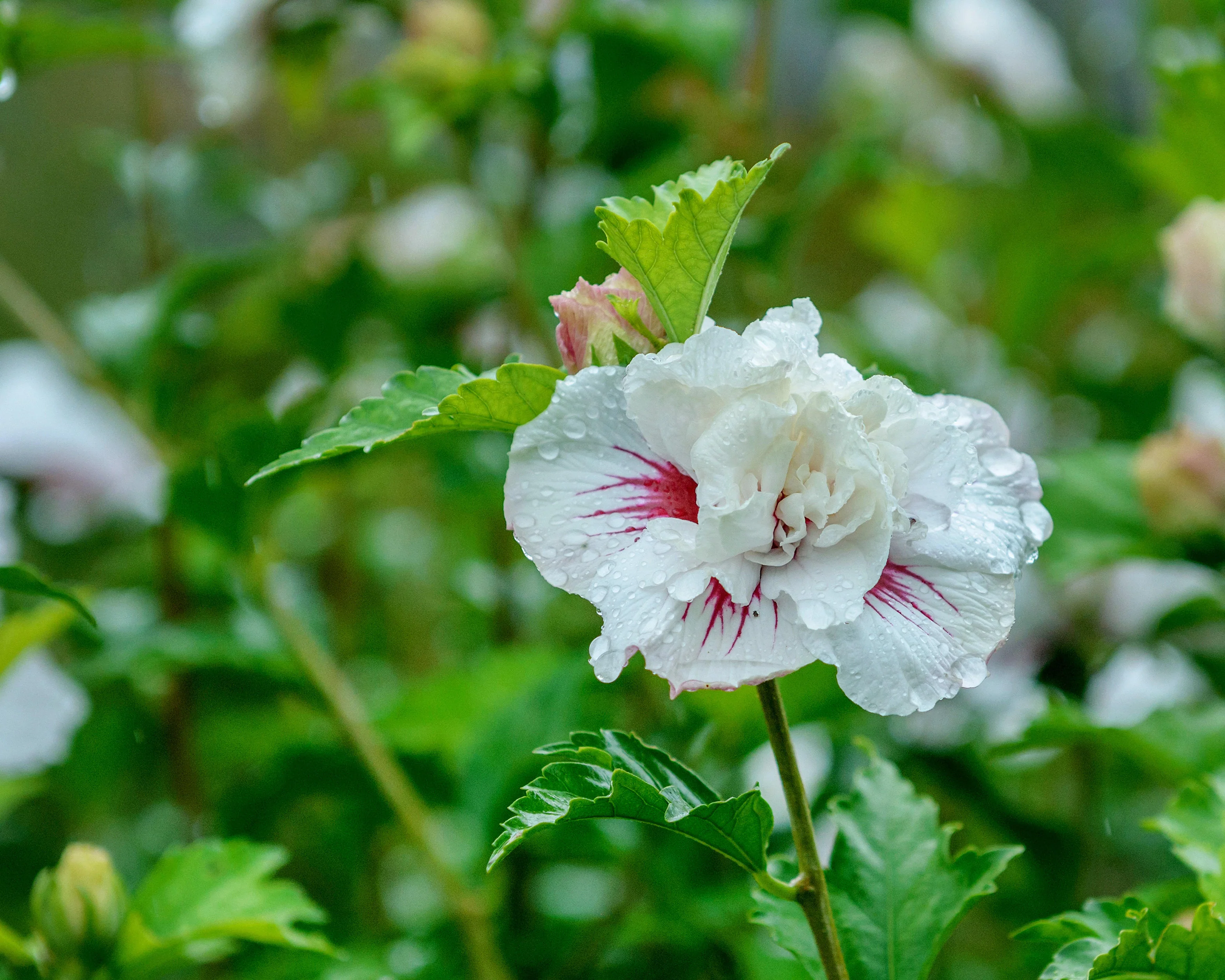 Hibiscus 'China Chiffon' - Image 5