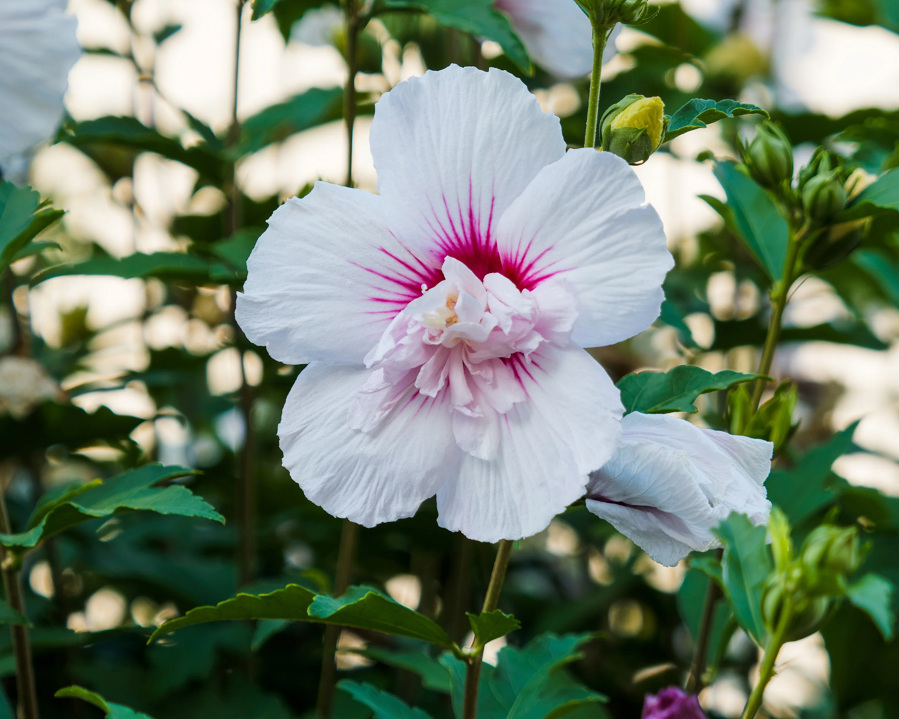 Hibiscus 'China Chiffon' - Image 6