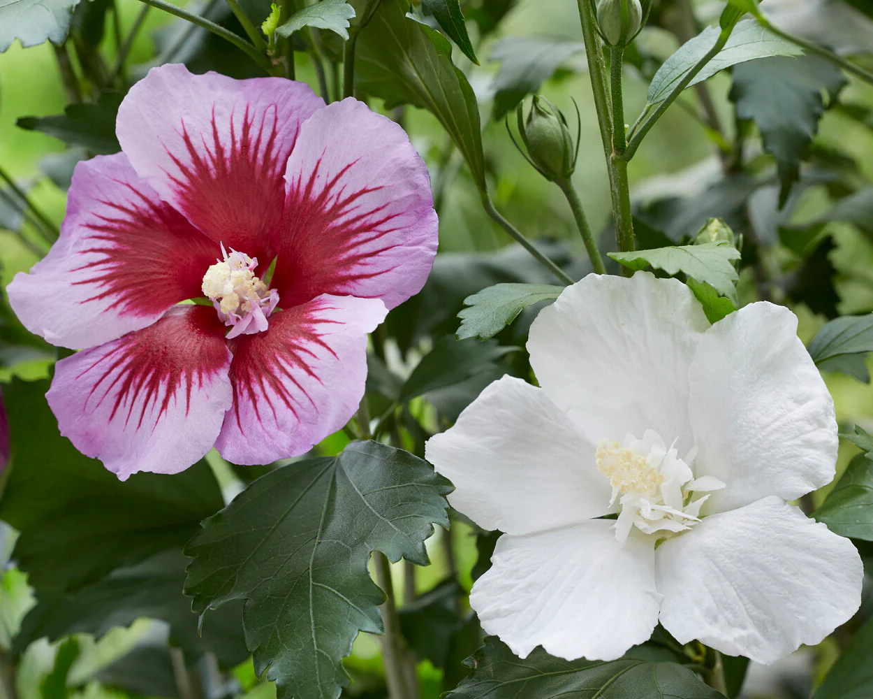Hibiscus 'Flower Tower Purple' - Image 5