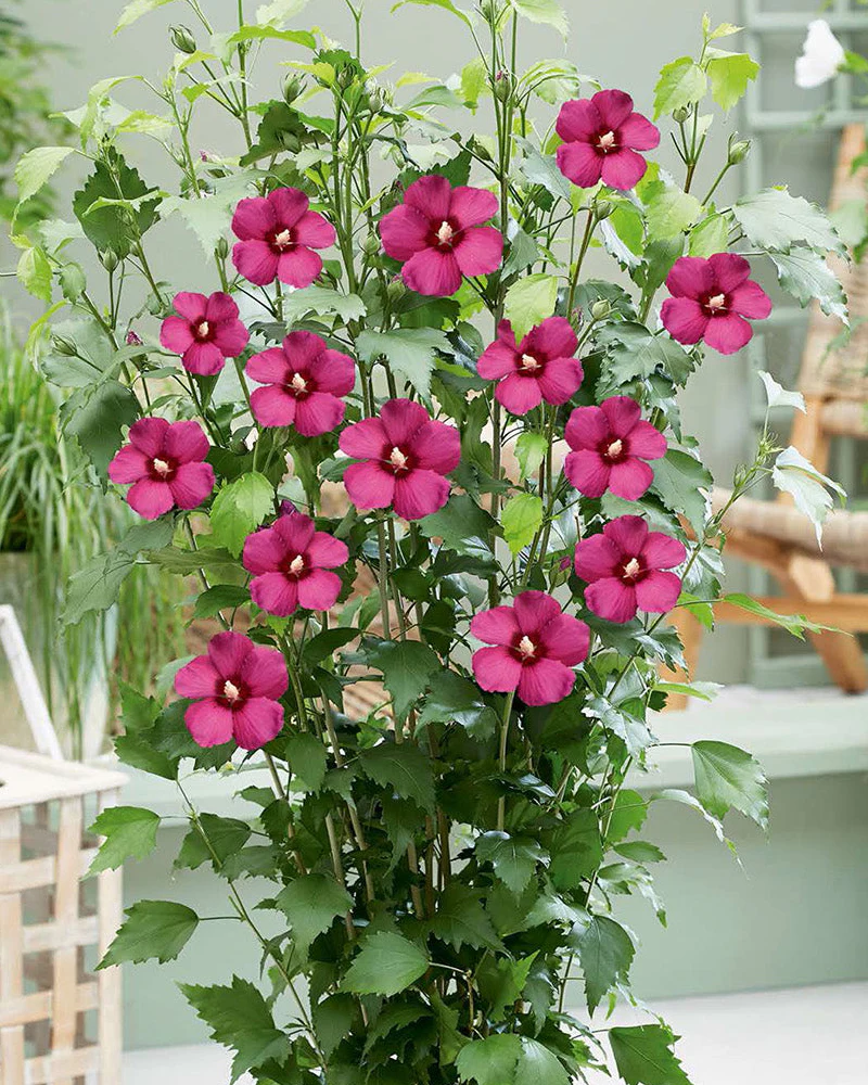 Hibiscus 'Flower Tower Ruby' - Image 2