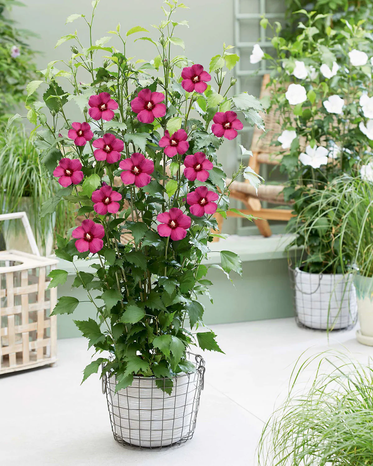 Hibiscus 'Flower Tower Ruby' - Image 3
