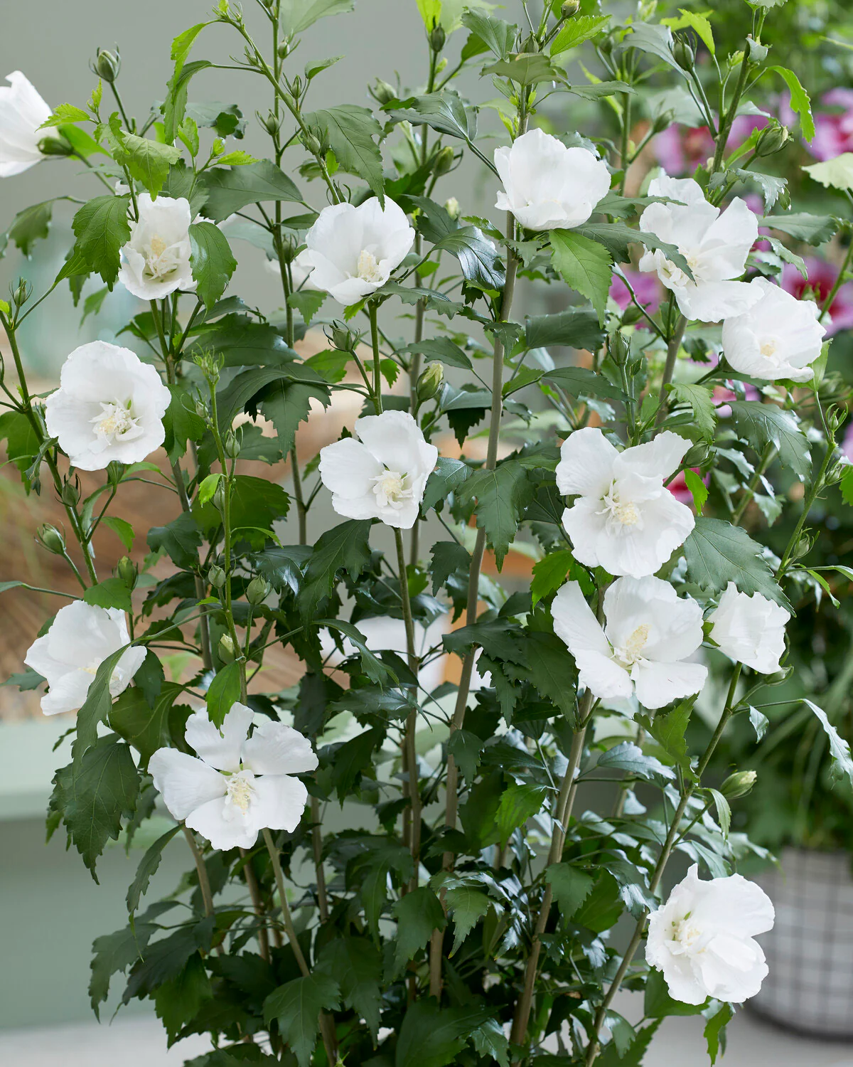 Hibiscus 'Flower Tower White' - Image 2