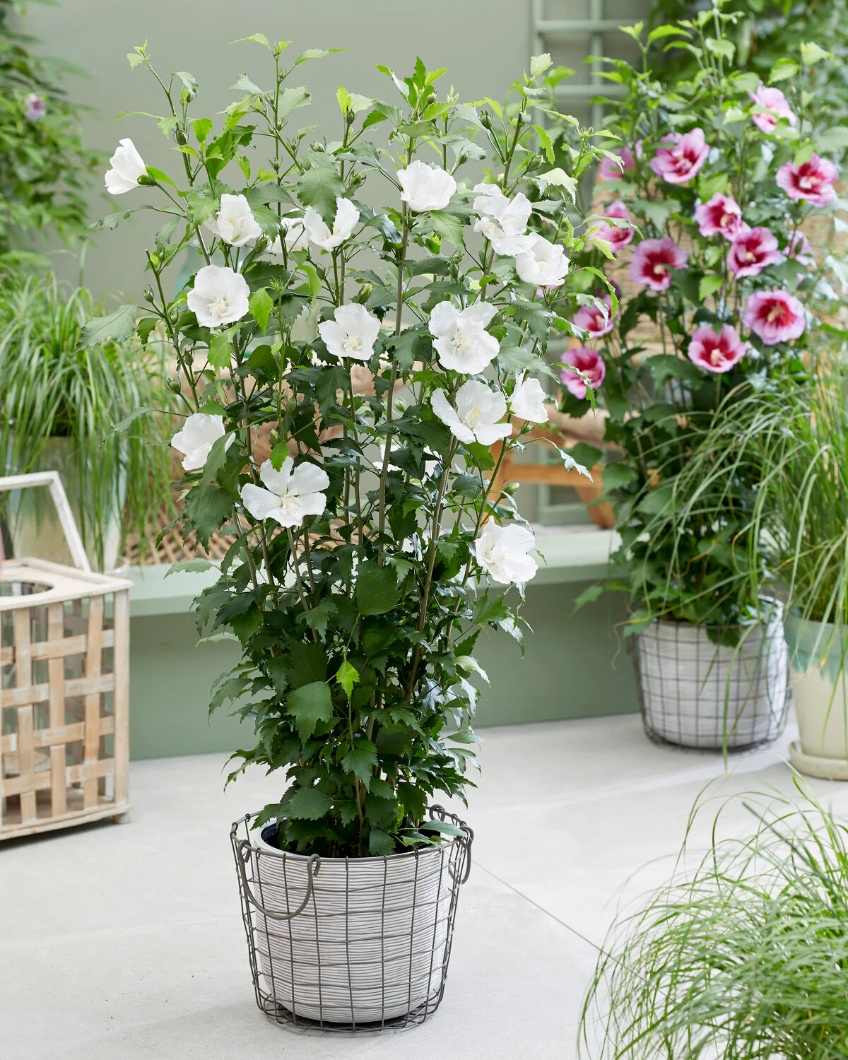 Hibiscus 'Flower Tower White' - Image 3