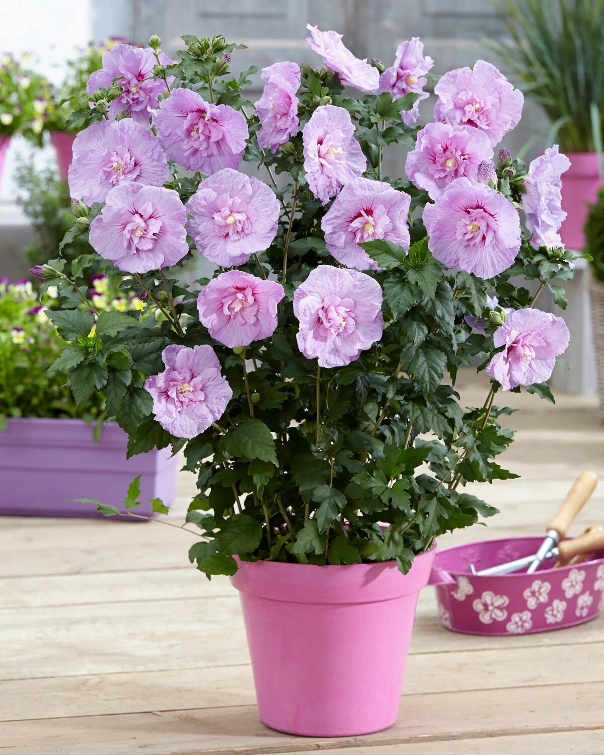 Hibiscus 'Lavender Chiffon' - Image 4