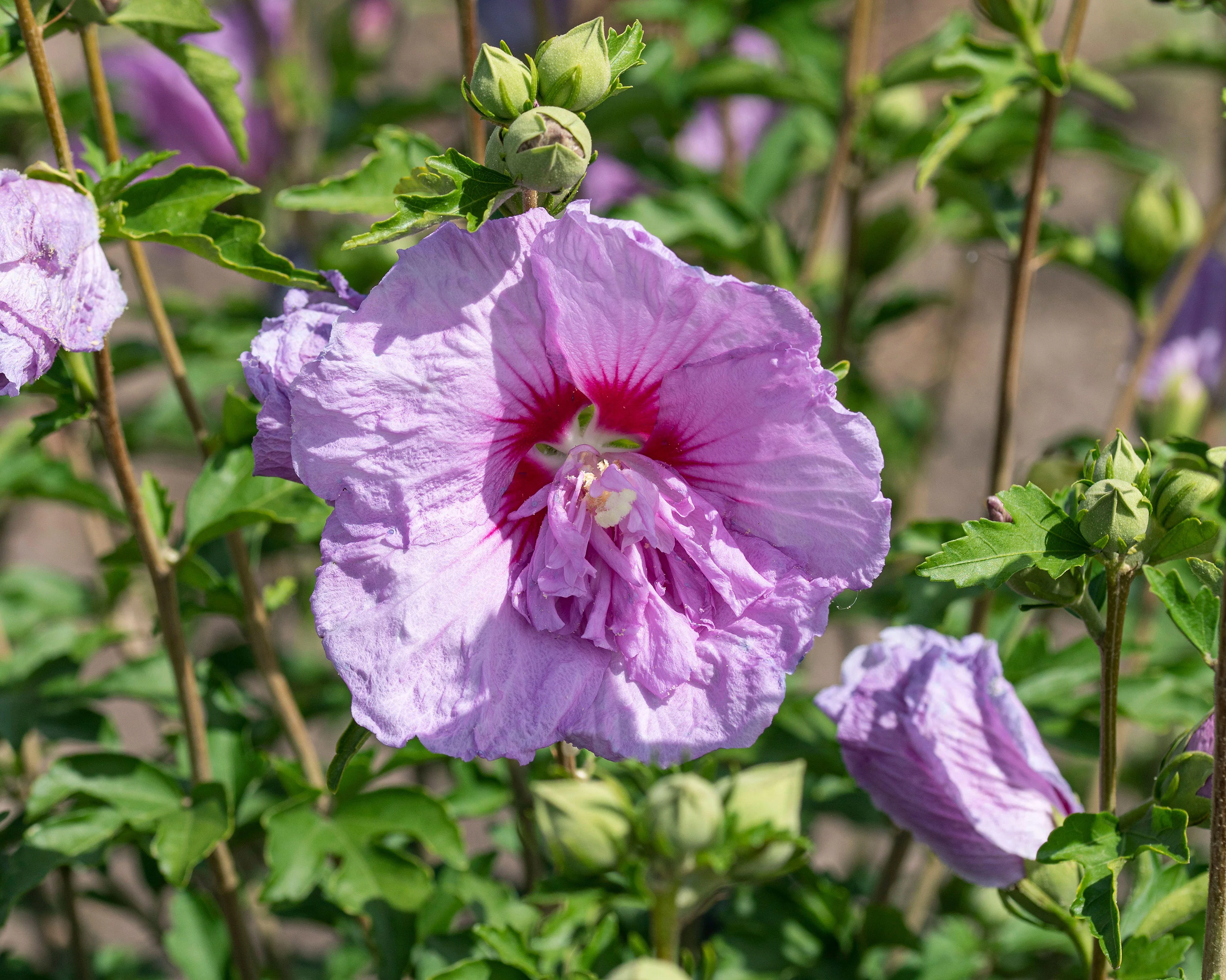 Hibiscus 'Lavender Chiffon' - Image 7