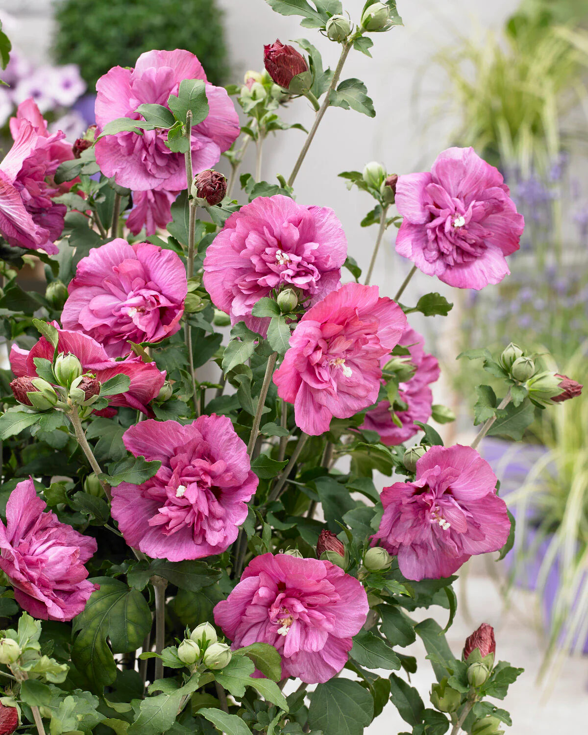 Hibiscus 'Magenta Chiffon' - Image 2