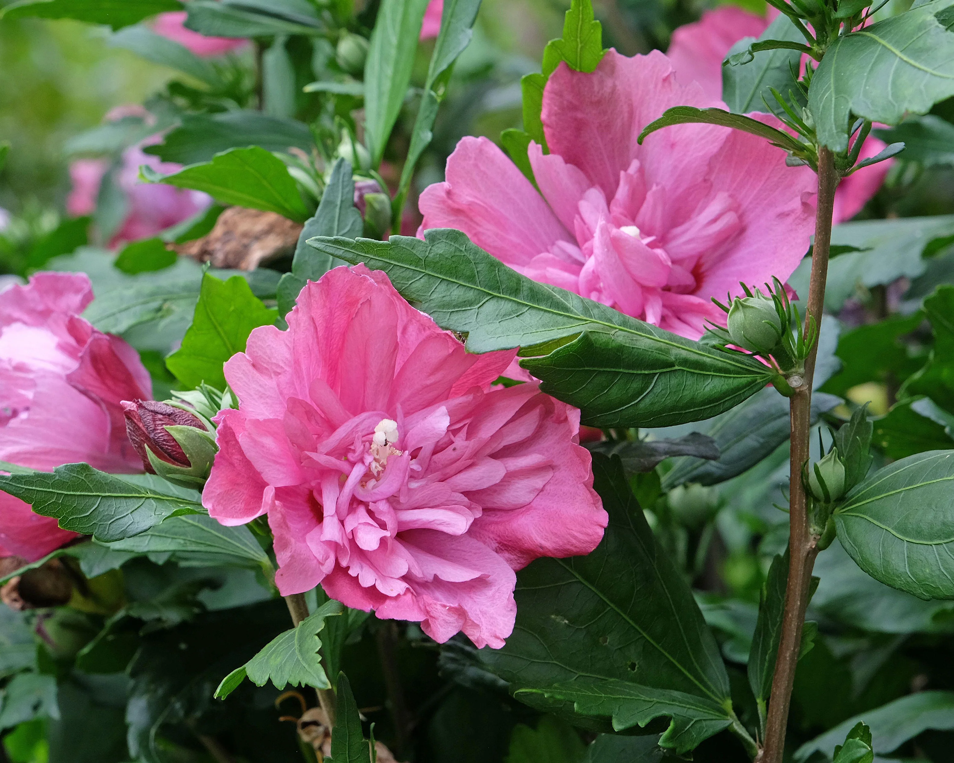 Hibiscus 'Magenta Chiffon' - Image 3