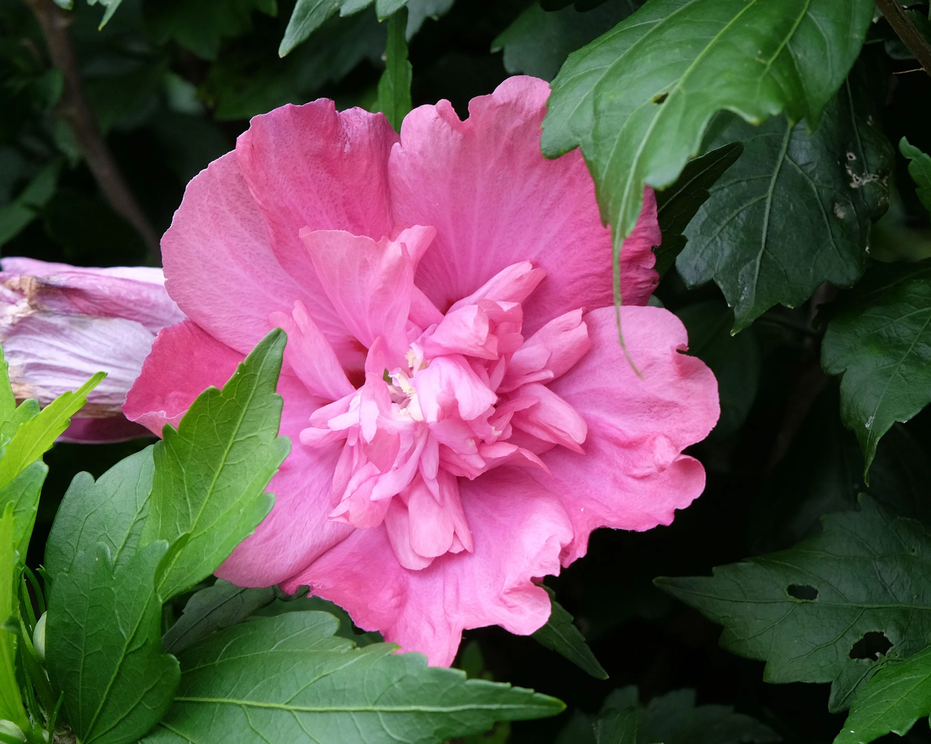 Hibiscus 'Magenta Chiffon' - Image 5
