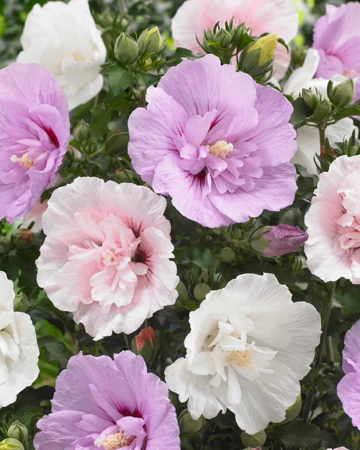 Hibiscus 'Pink Chiffon' - Image 3