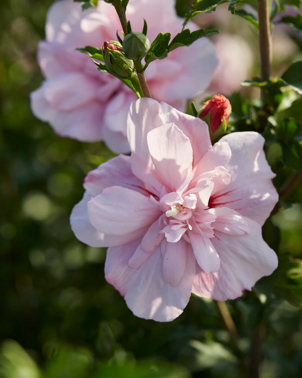 Hibiscus 'Pink Chiffon' - Image 5
