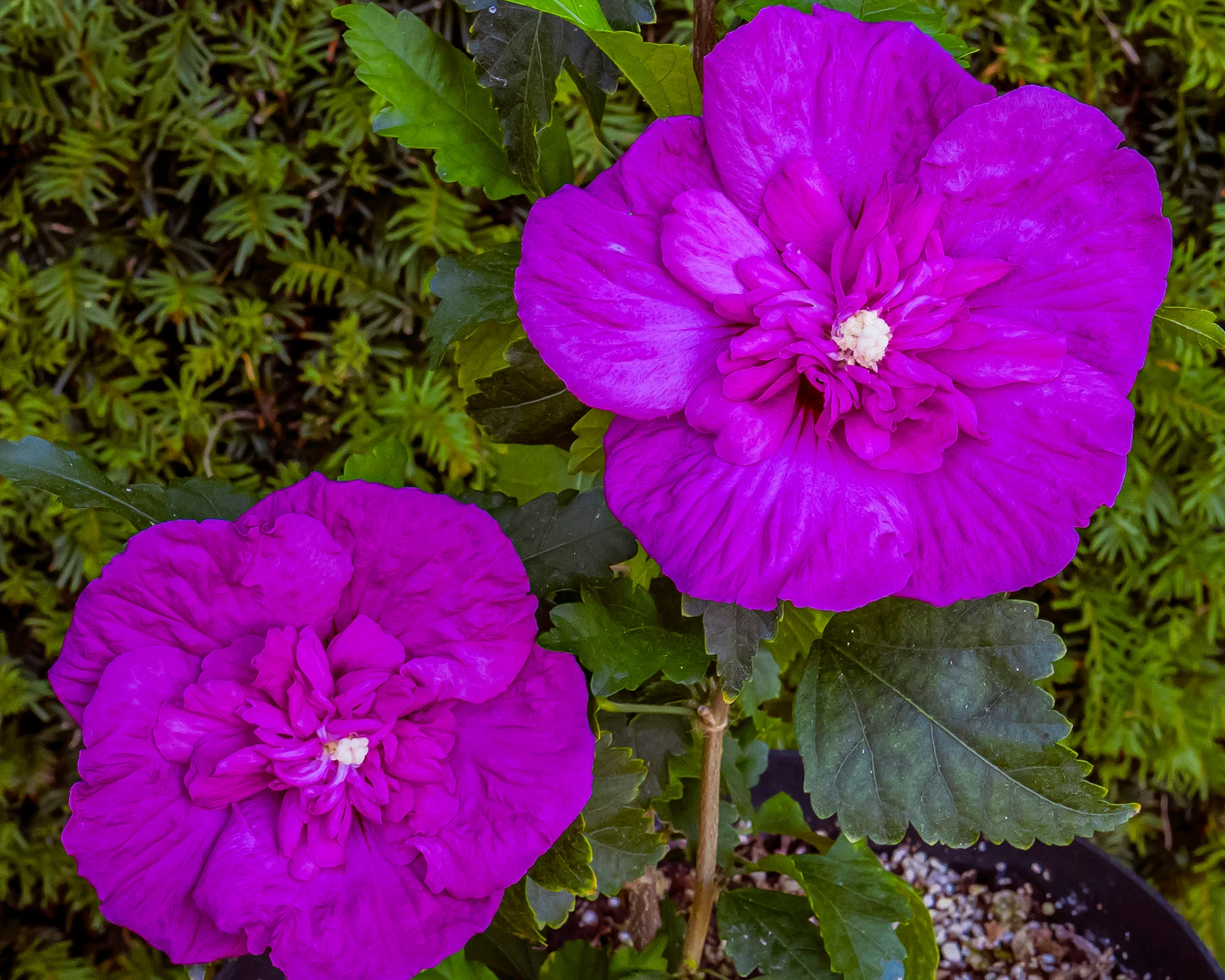 Hibiscus 'Purple Chiffon' - Image 3