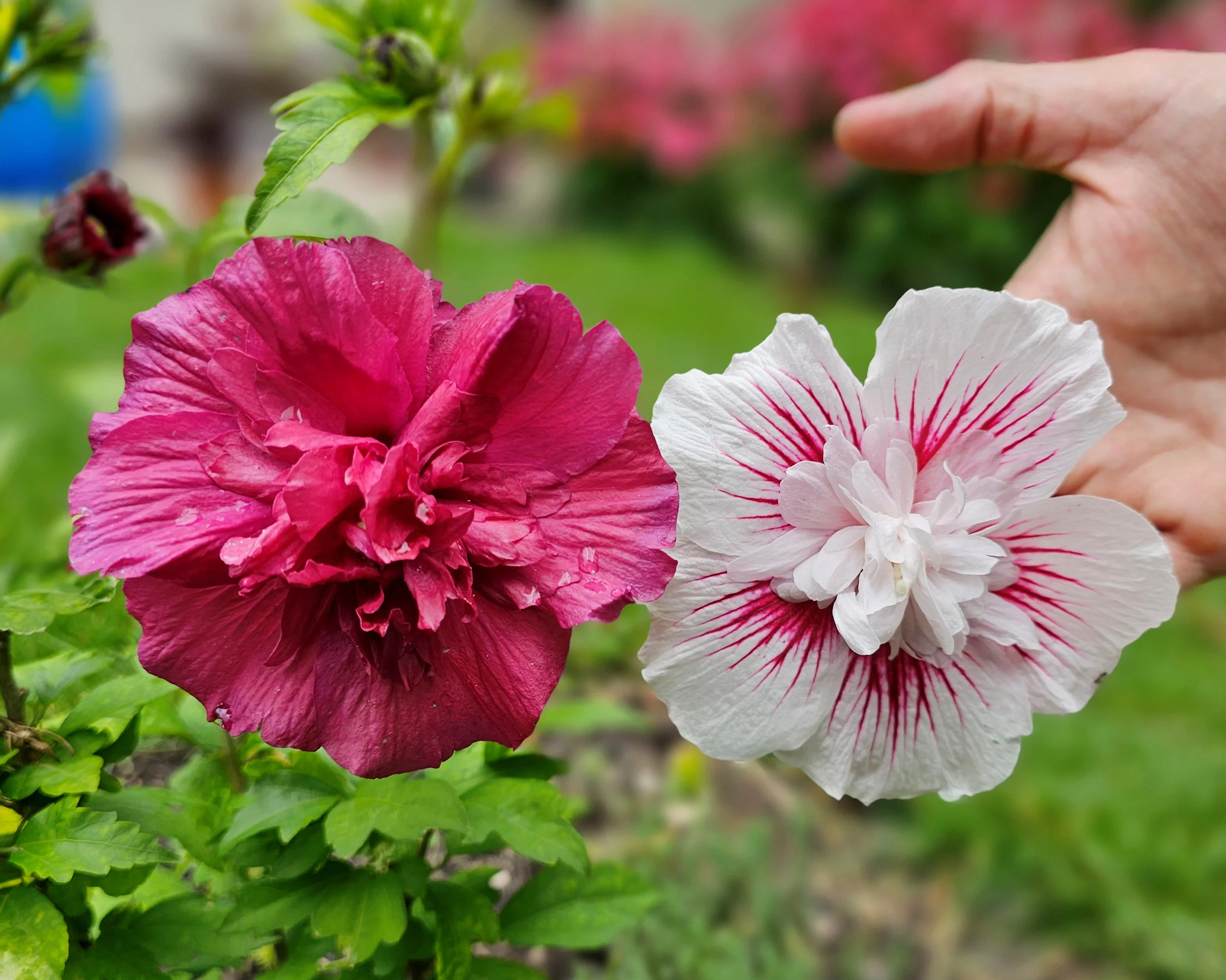 Hibiscus 'Ruby Chiffon' - Image 4