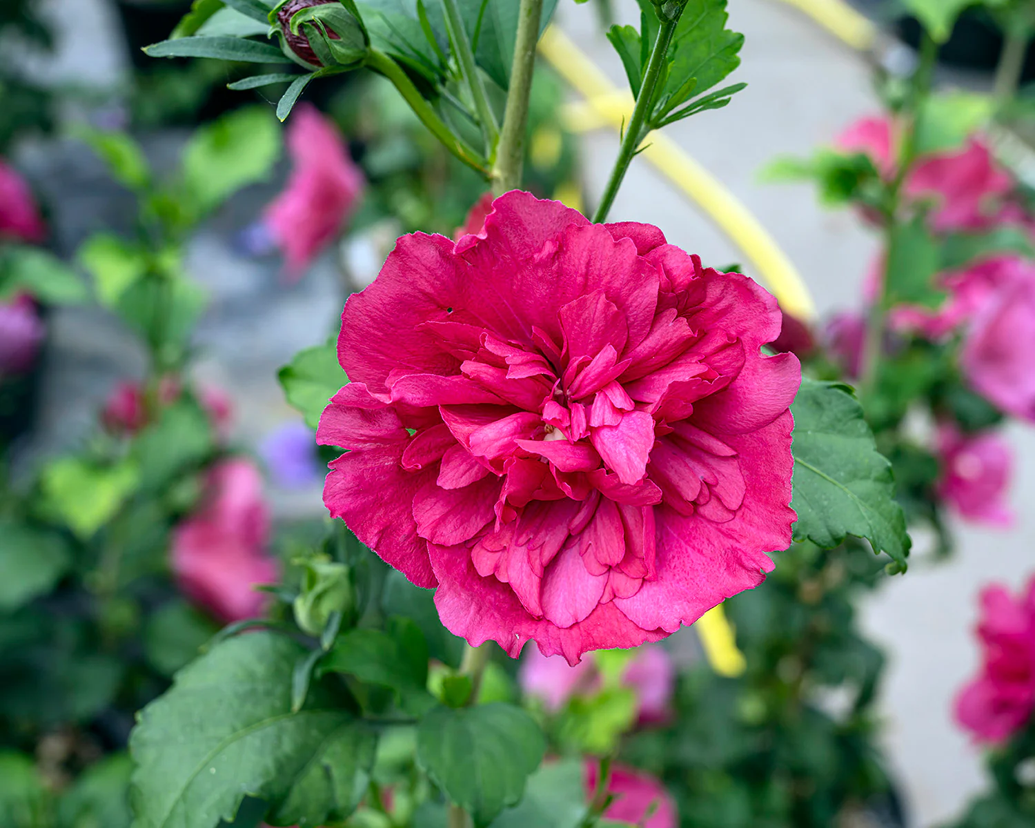 Hibiscus 'Ruby Chiffon' - Image 6