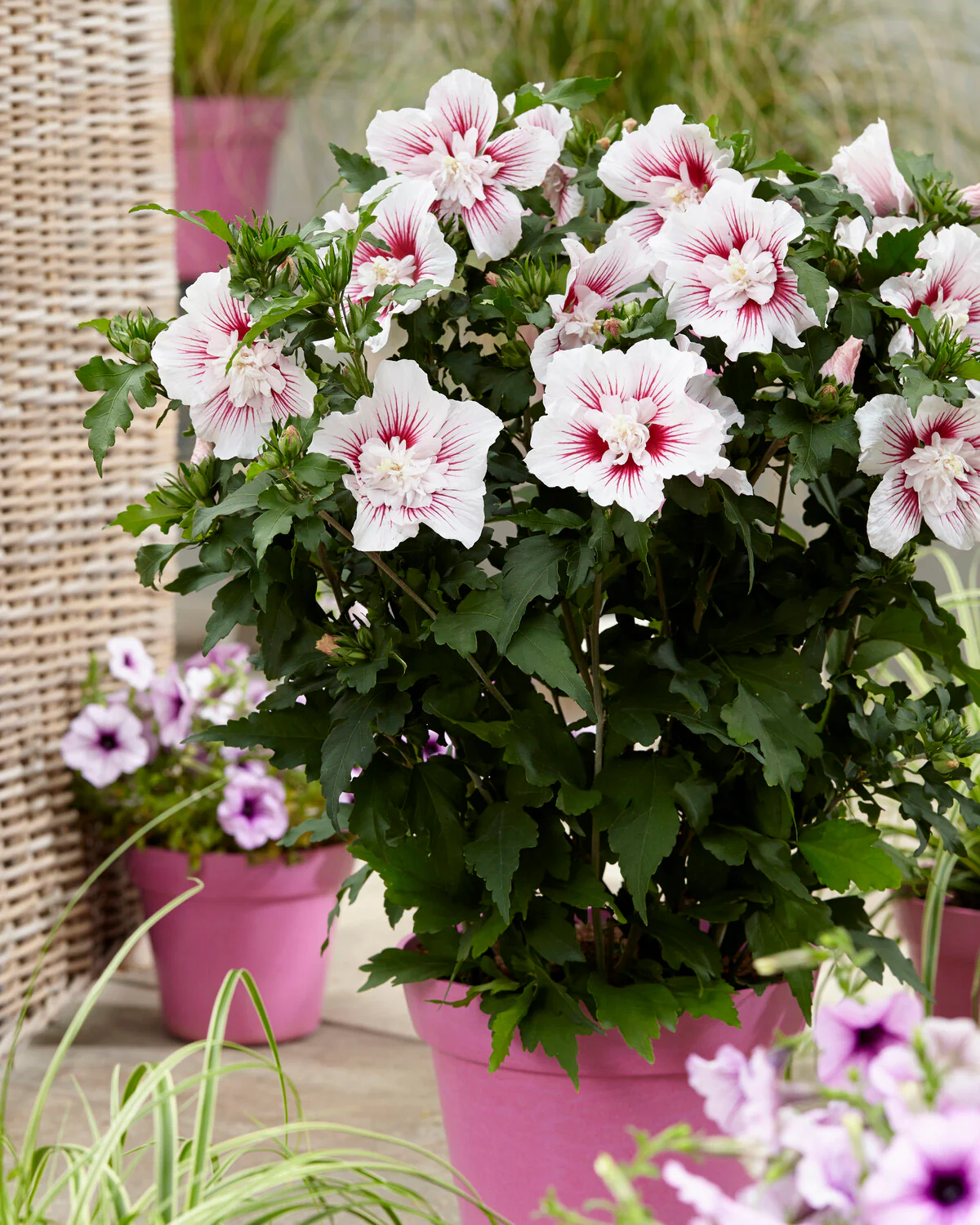 Hibiscus 'Starburst Chiffon' - Image 4
