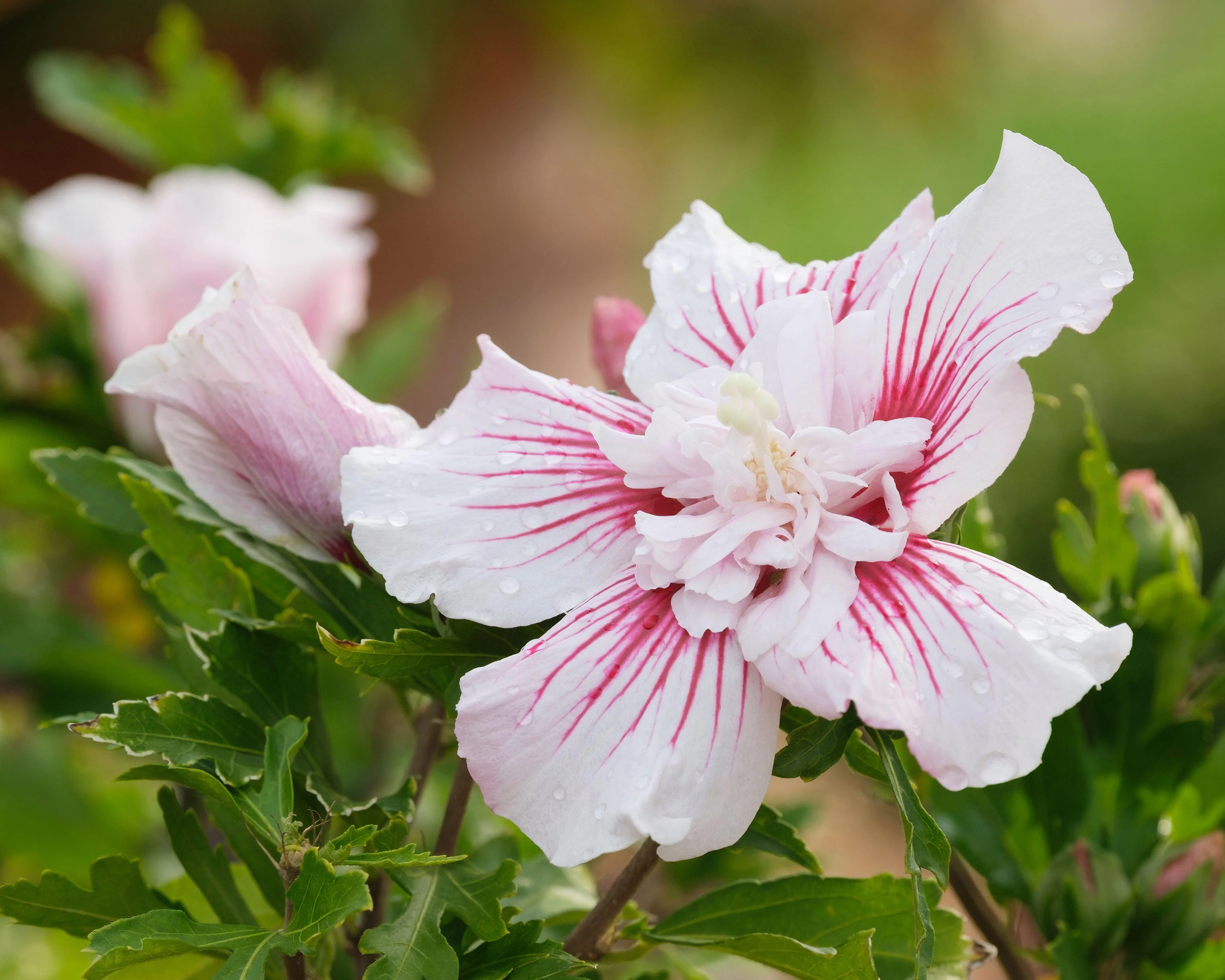 Hibiscus 'Starburst Chiffon' - Image 5