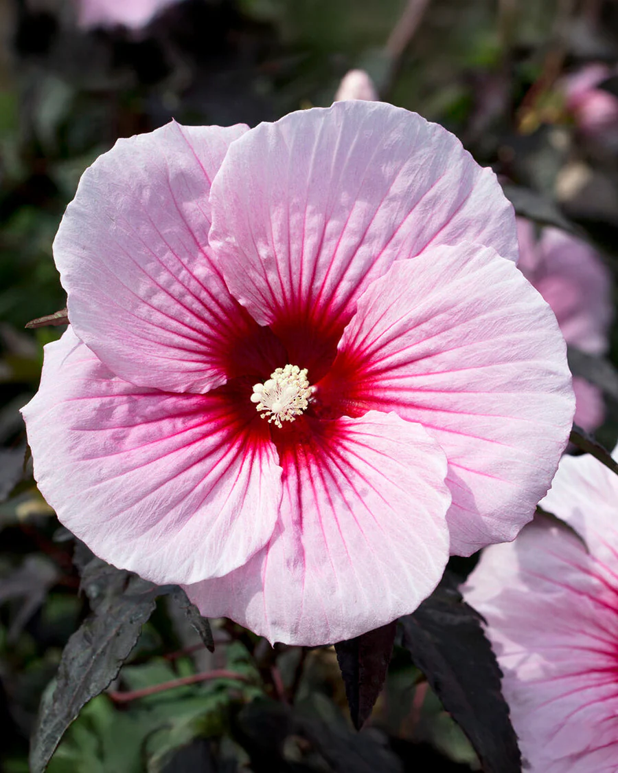 Hibiscus 'Summer Storm'