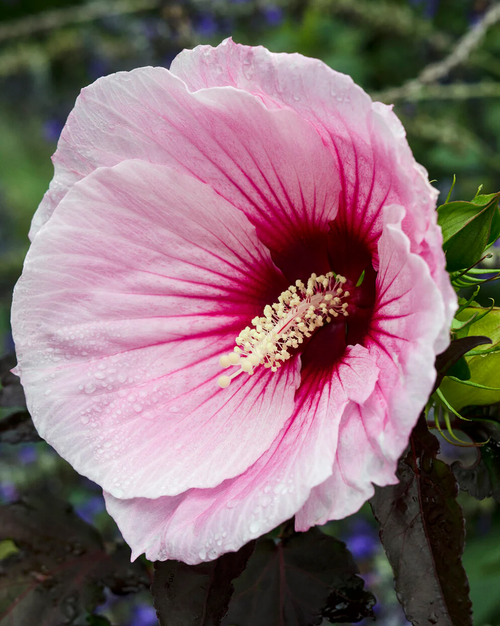 Hibiscus 'Summer Storm' - Image 2