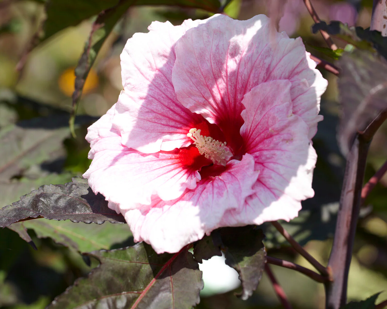 Hibiscus 'Summer Storm' - Image 3