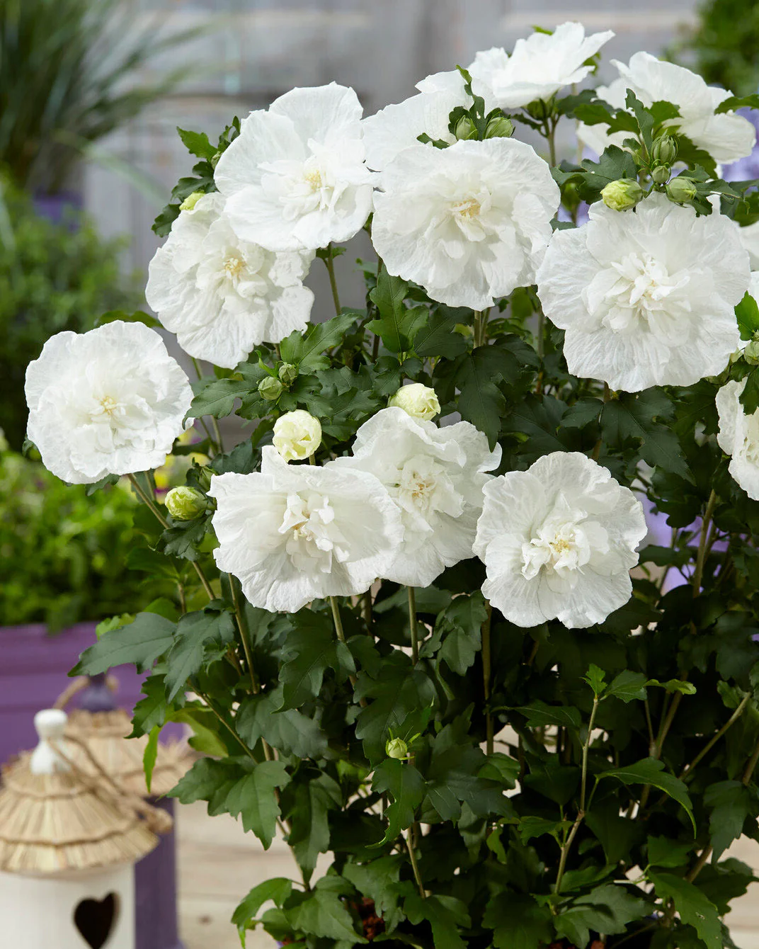 Hibiscus 'White Chiffon' - Image 2
