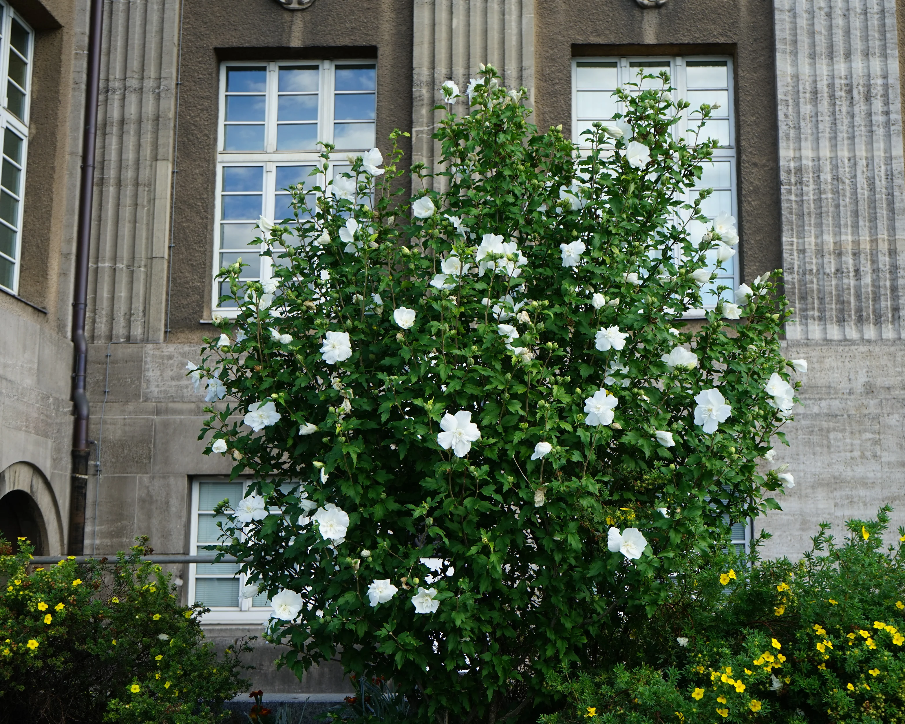 Hibiscus 'White Chiffon' - Image 3