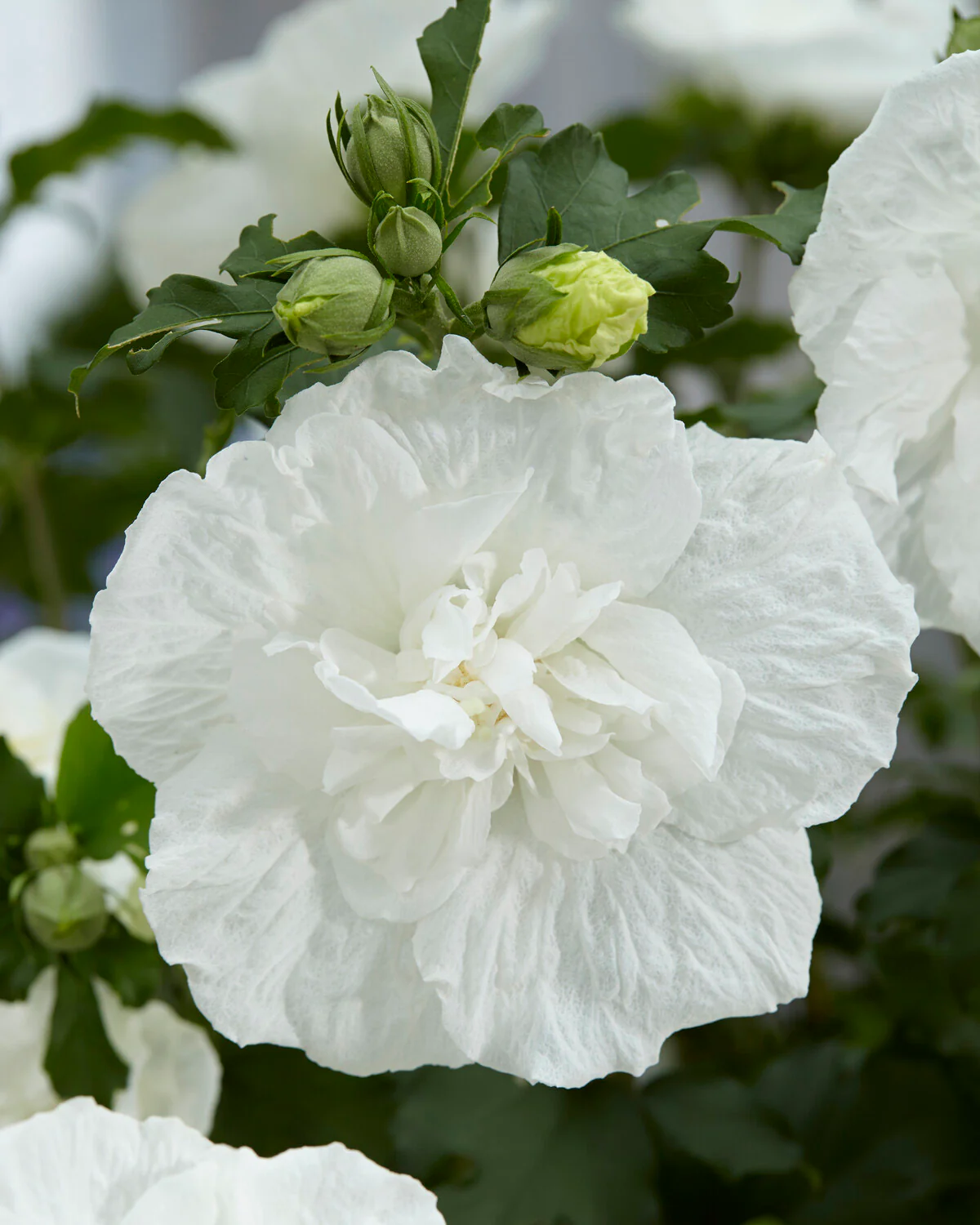 Hibiscus 'White Chiffon' - Image 4