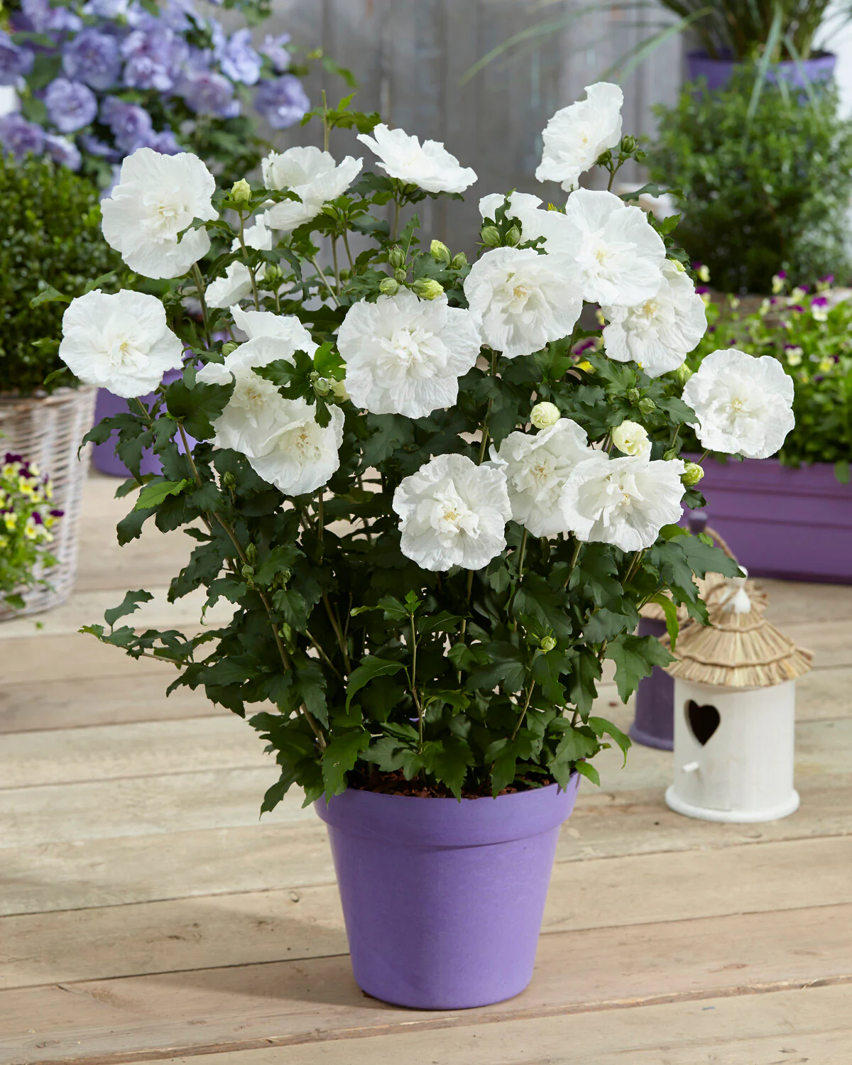 Hibiscus 'White Chiffon' - Image 5
