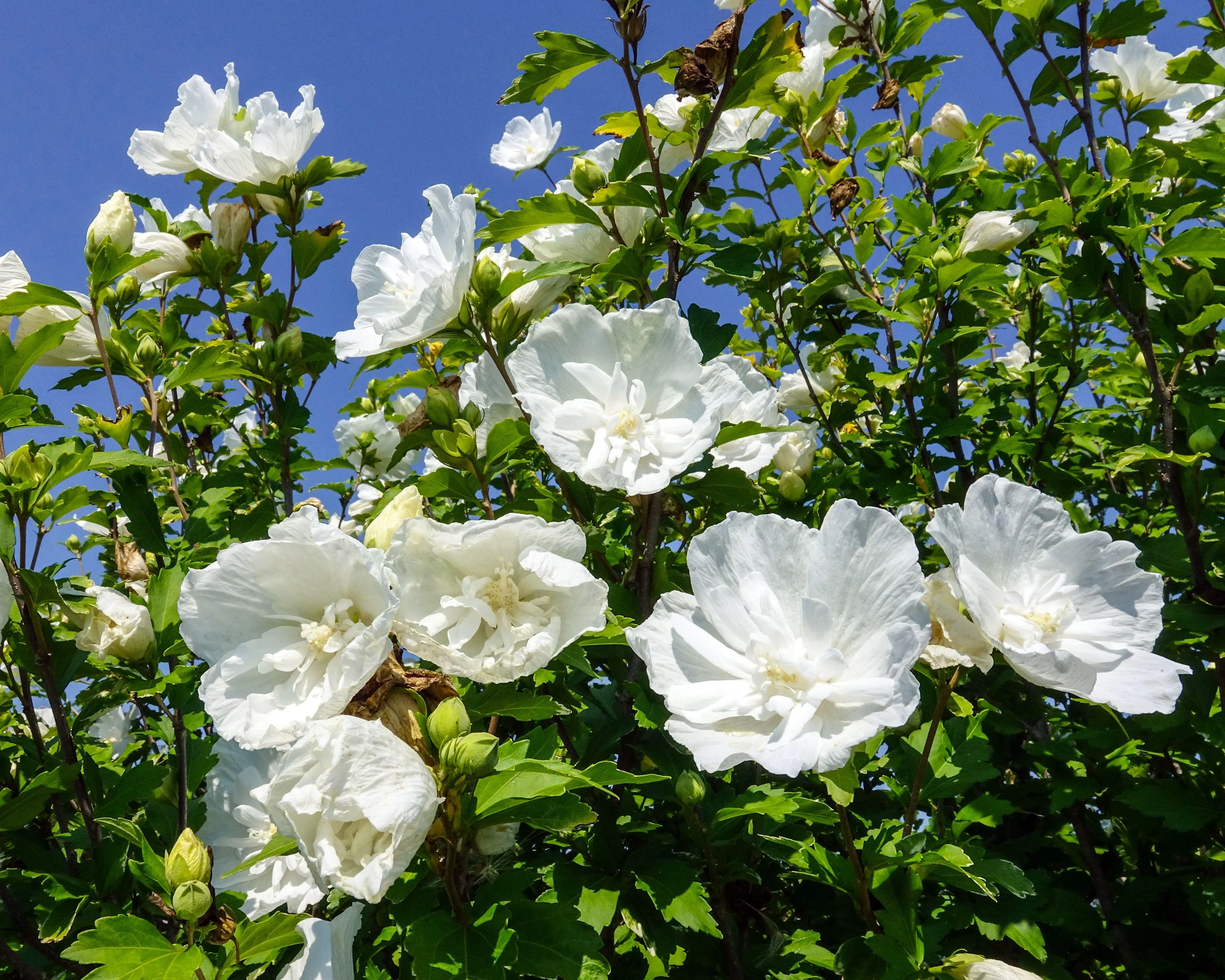 Hibiscus 'White Chiffon' - Image 6