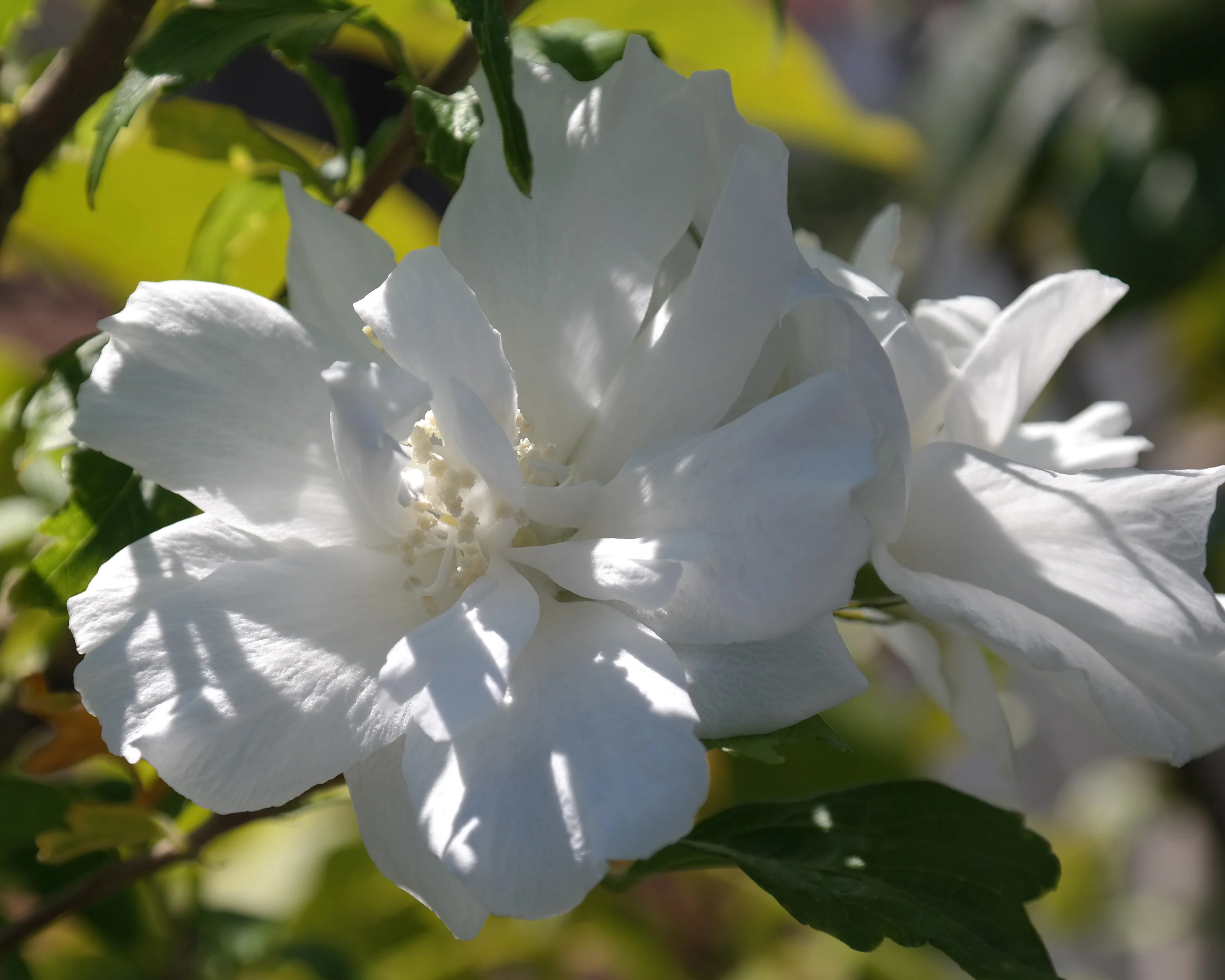 Hibiscus 'White Chiffon' - Image 9