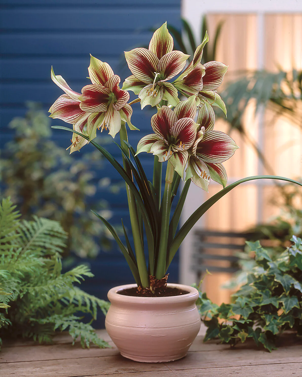 Amaryllis 'Papilio' - Image 3