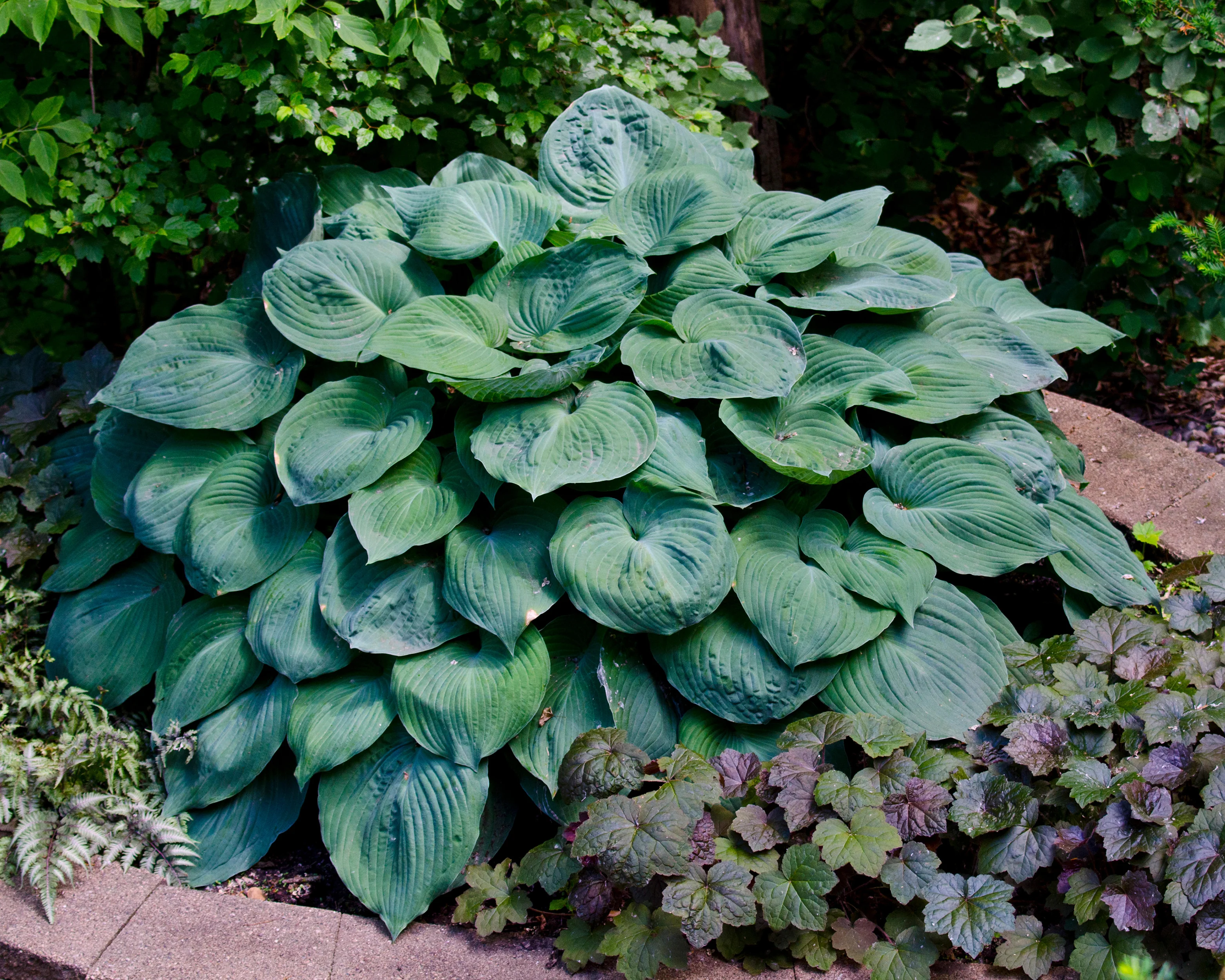 Hosta 'Blue Angel' - Image 2
