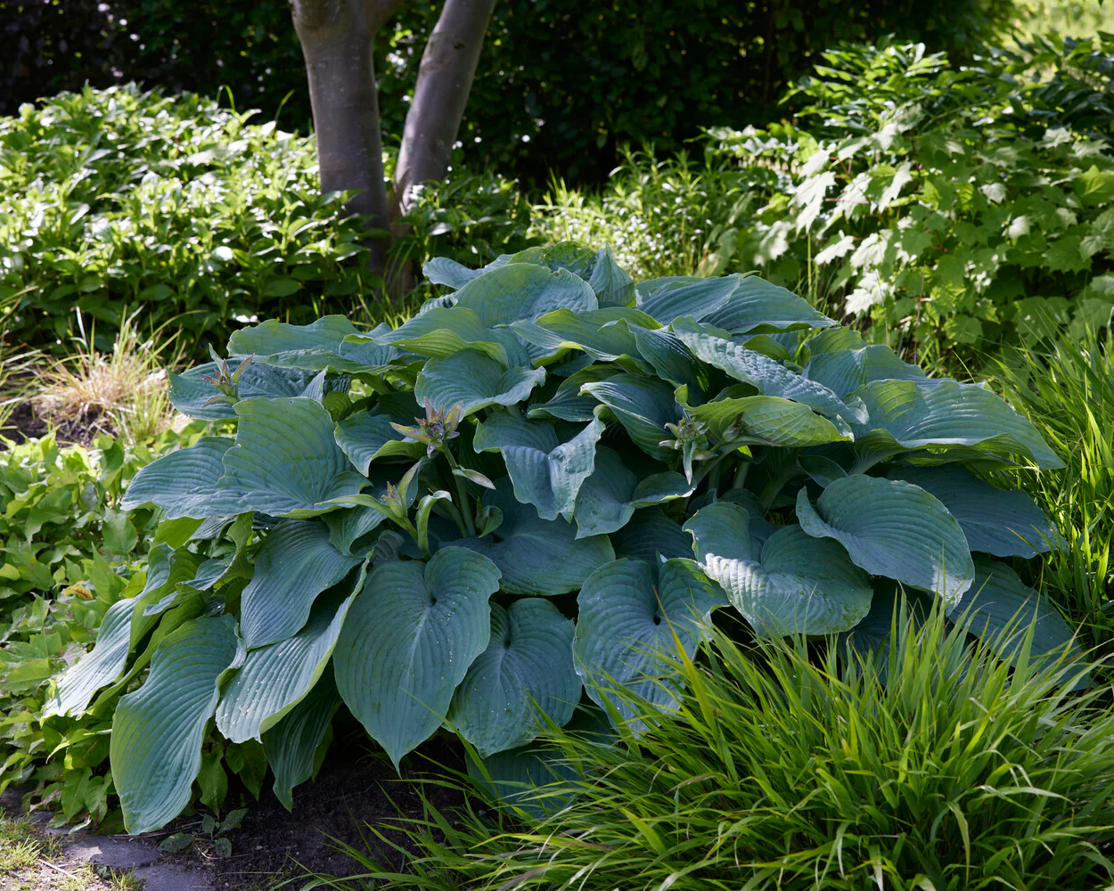 Hosta 'Blue Angel' - Image 3