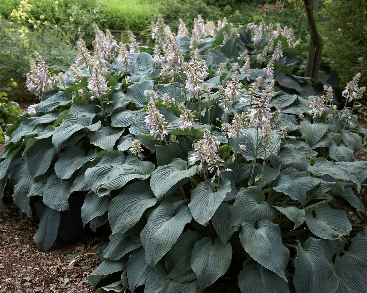 Hosta 'Blue Angel' - Image 4