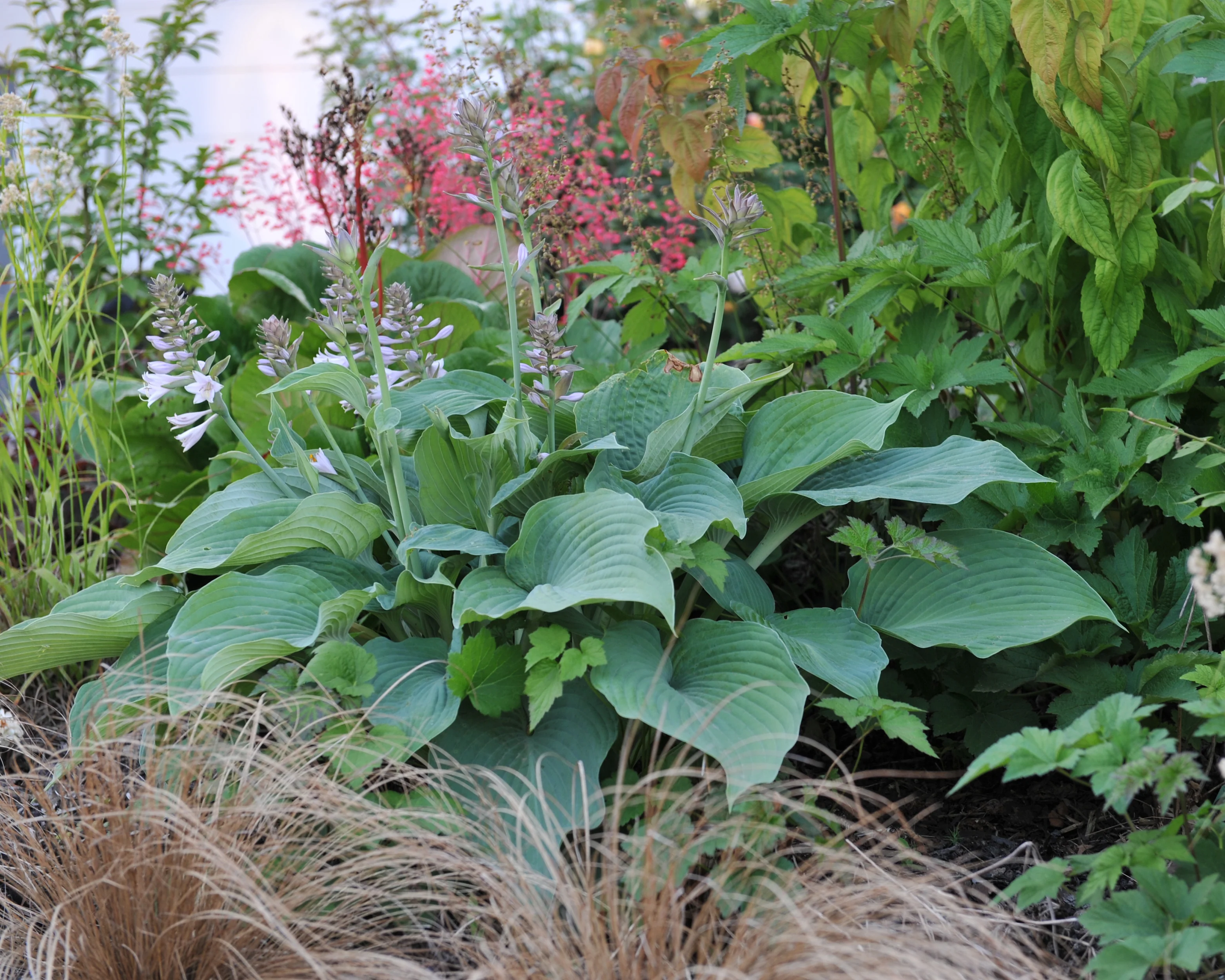 Hosta 'Blue Angel' - Image 5